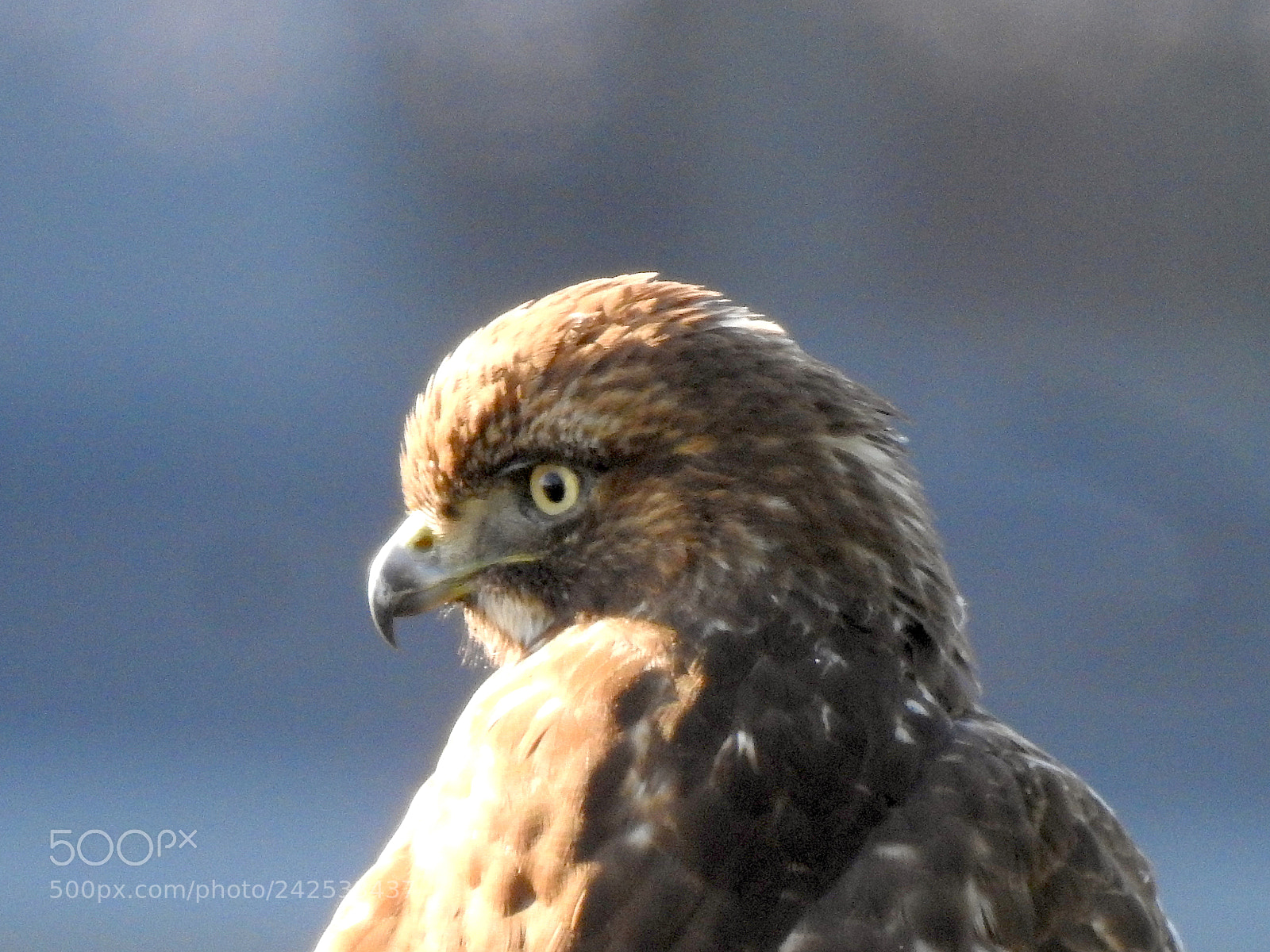 Nikon Coolpix P900 sample photo. Red-tailed hawk photography