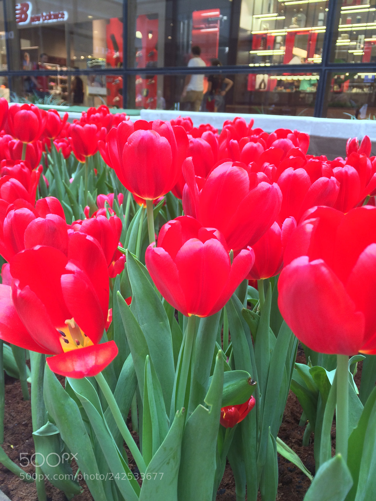 Apple iPhone 5s sample photo. Untitled photography