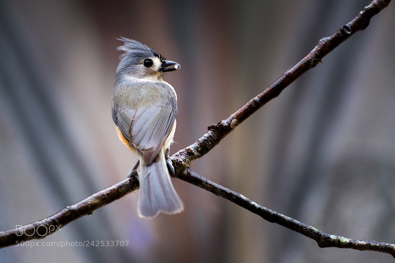 Fujifilm X-E2 sample photo. Tufted titmouse who thinks photography