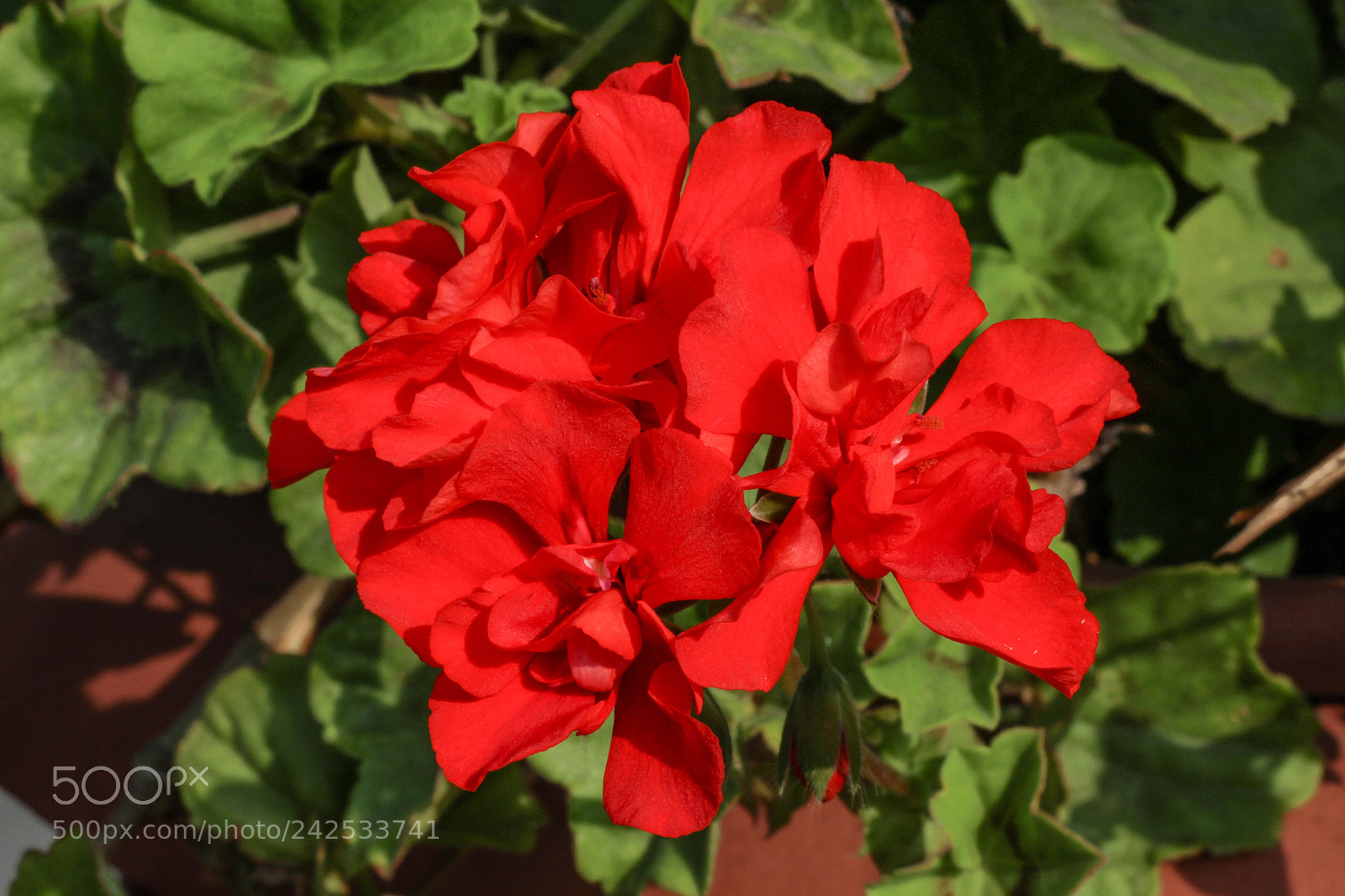 Canon EOS 700D (EOS Rebel T5i / EOS Kiss X7i) sample photo. Esperanza... photography