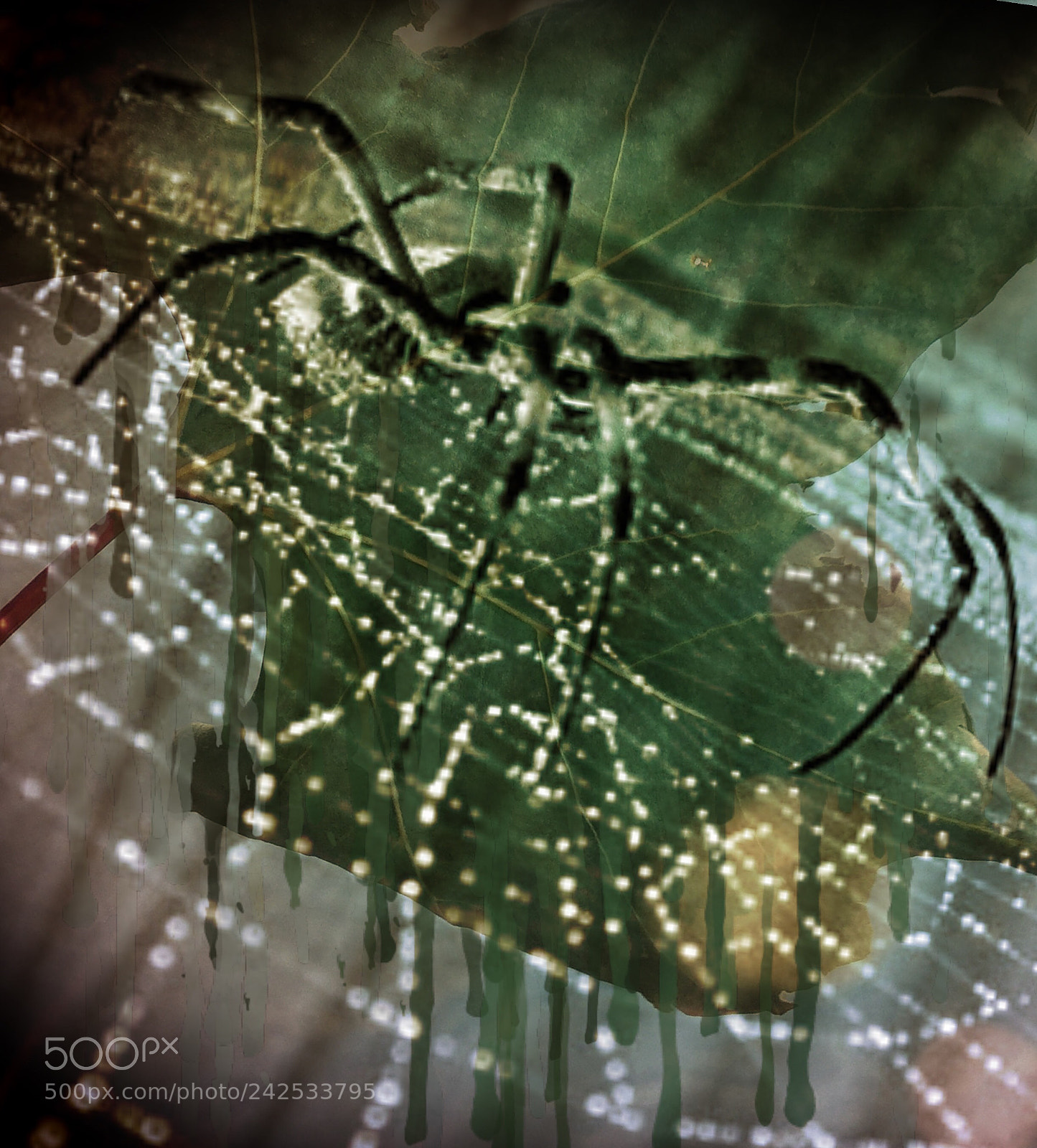 Apple iPhone 6 sample photo. A beautiful spider photography