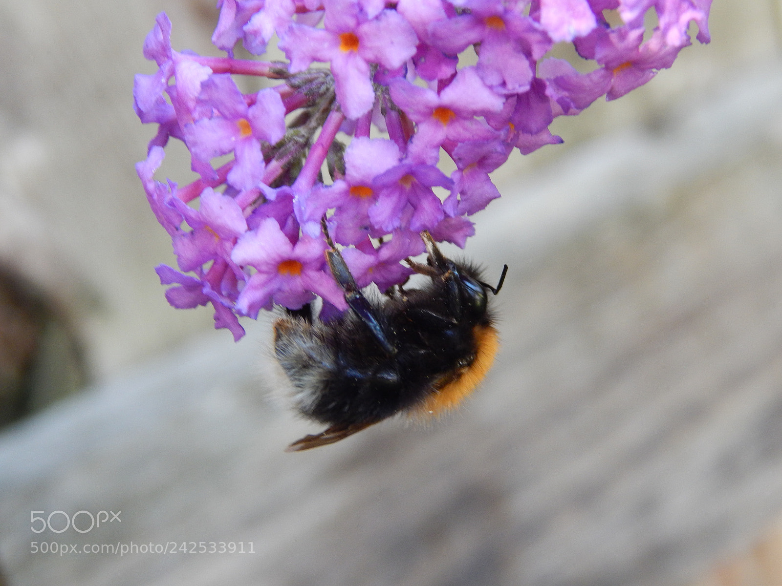 Nikon Coolpix L820 sample photo. Bumblebee photography