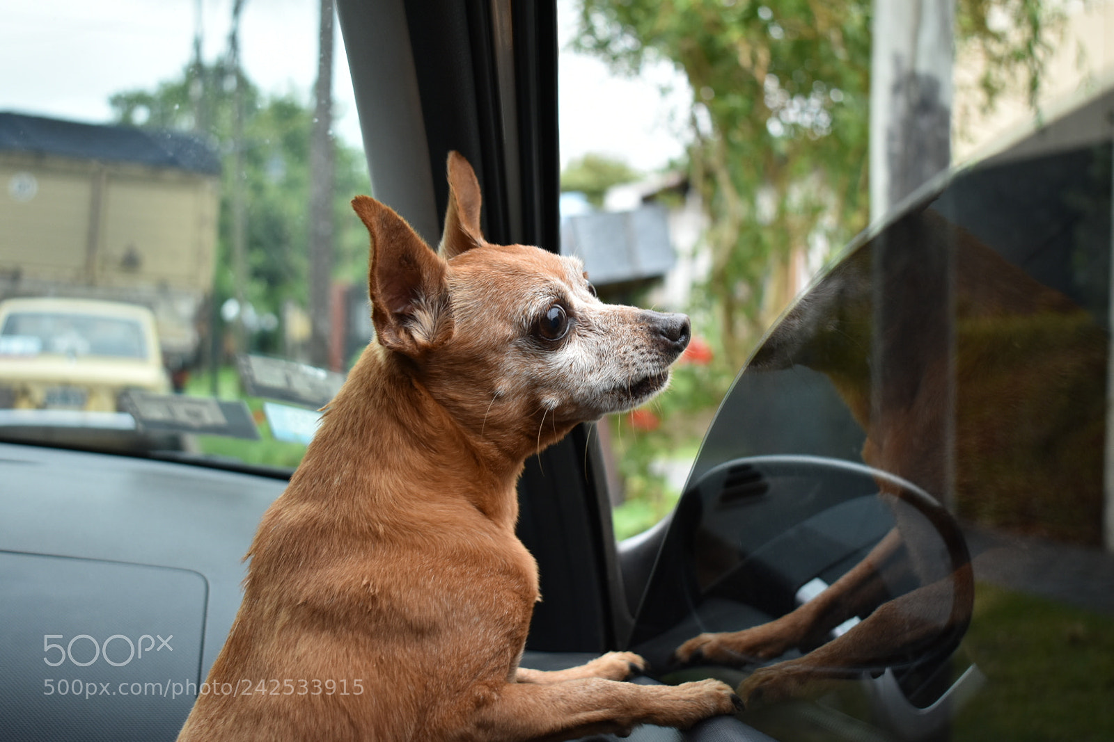 Nikon D3400 sample photo. Little beast photography