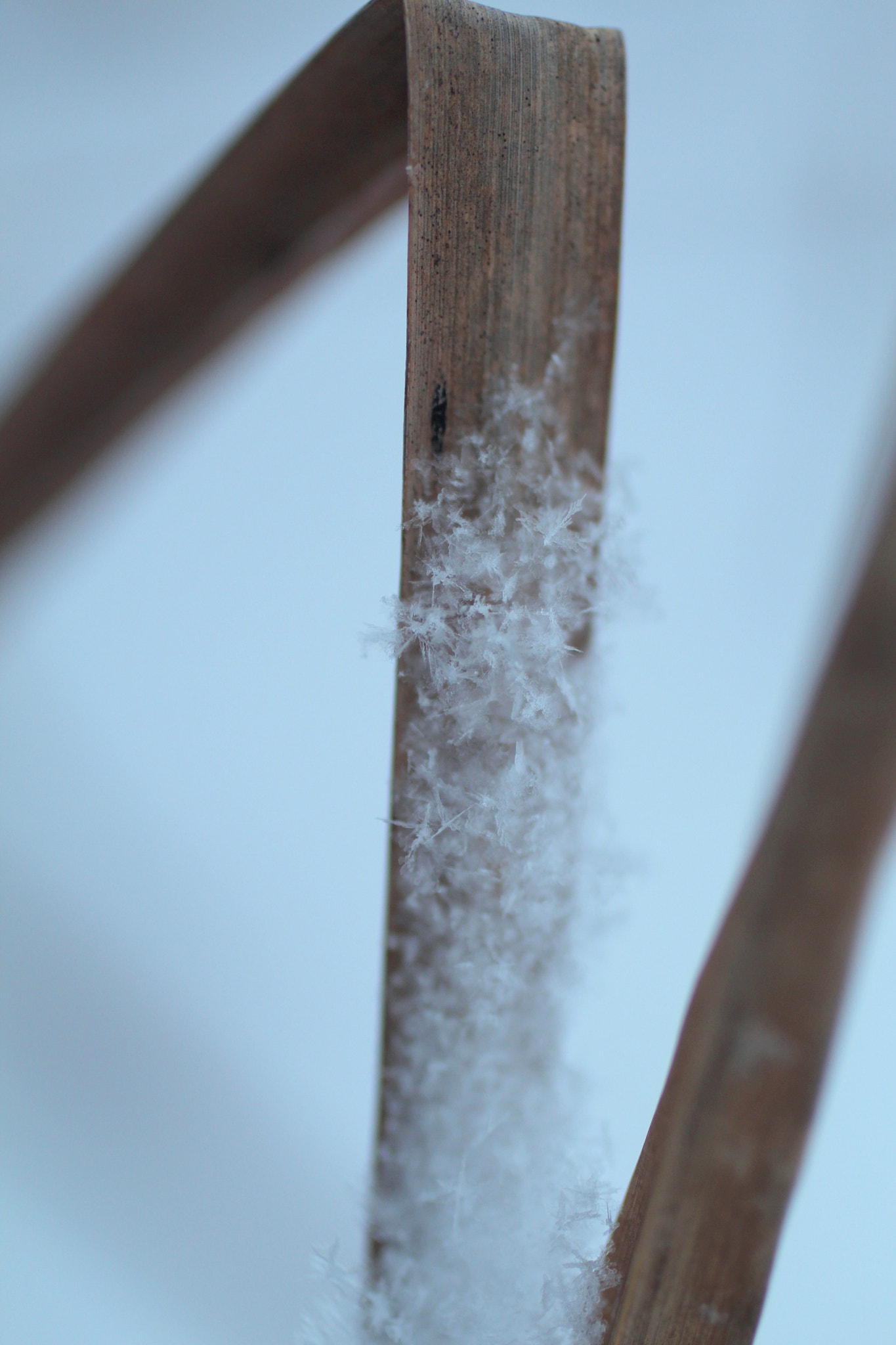 Canon EOS 700D (EOS Rebel T5i / EOS Kiss X7i) sample photo. Fresh snow photography