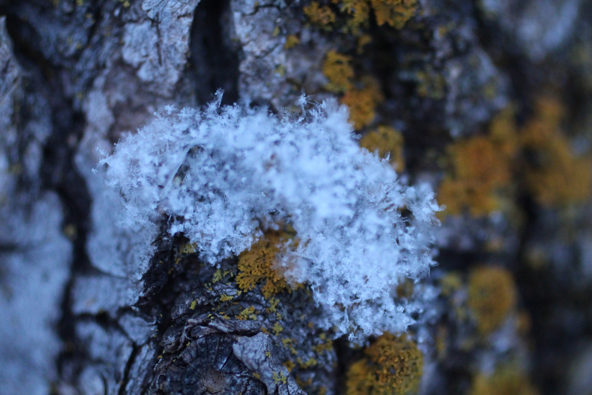 Canon EF 50mm F2.5 Macro sample photo. Fresh snow photography