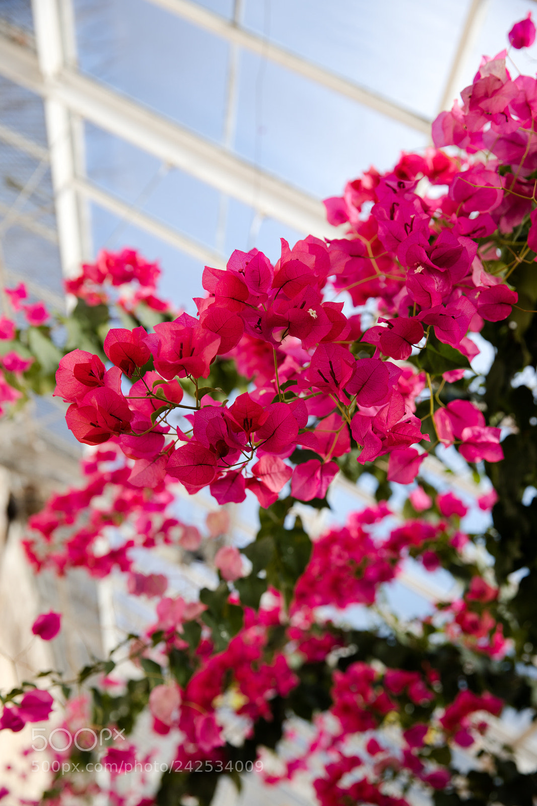 Canon EOS 6D Mark II sample photo. Lyman estate photography
