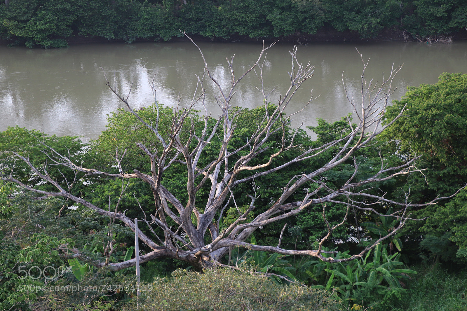 Canon EOS 77D (EOS 9000D / EOS 770D) sample photo. Dead tree by the photography
