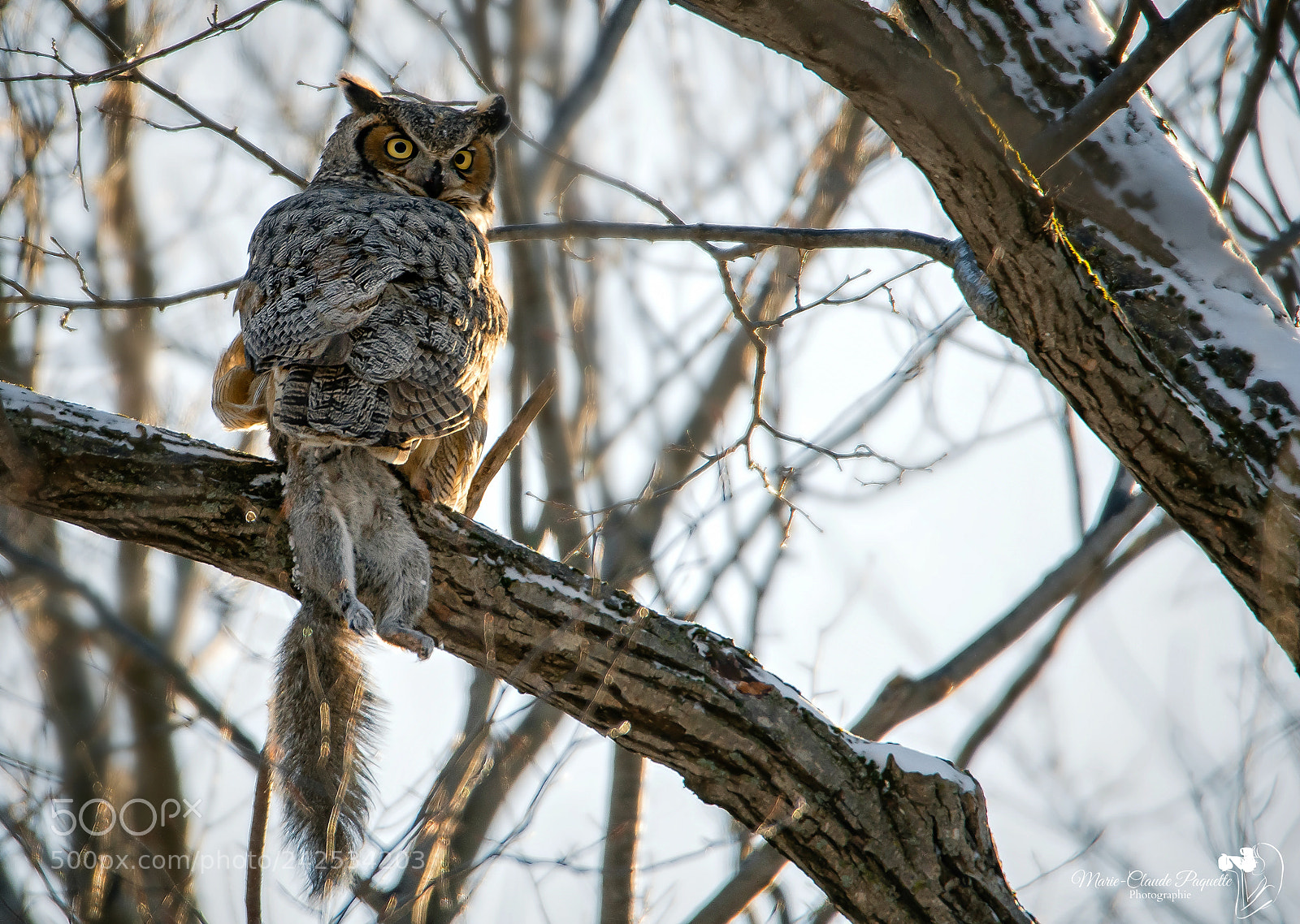 Nikon D500 sample photo. Grand-duc photography