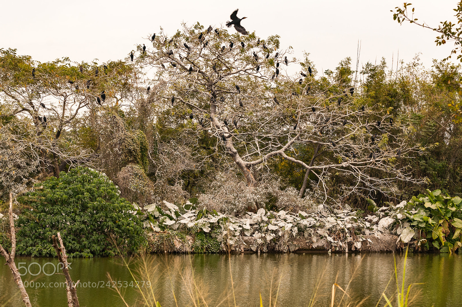 Nikon D300S sample photo. *** photography