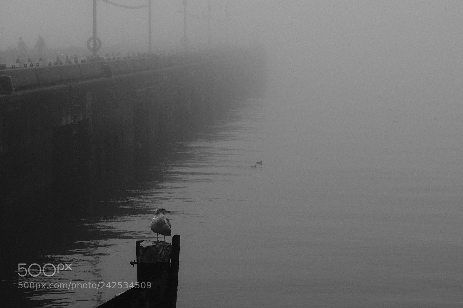 Fujifilm X-T2 sample photo. Seagull in fog photography