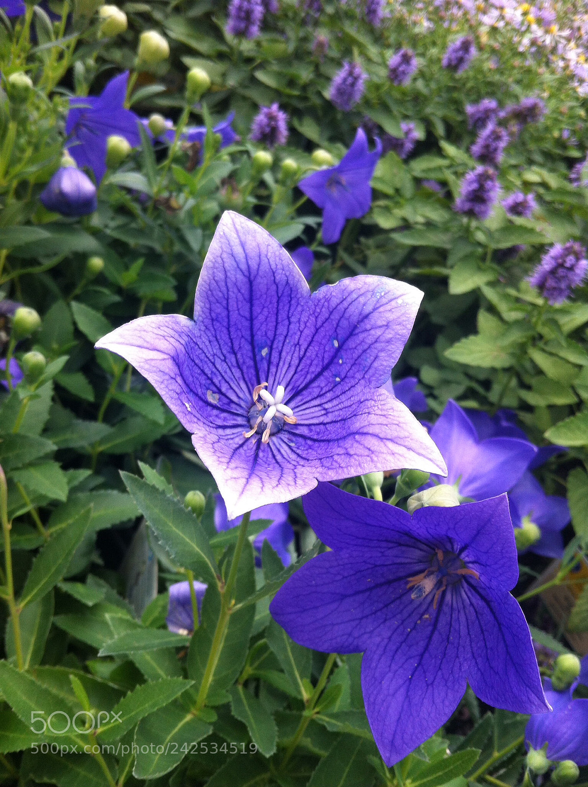 Apple iPhone 4 sample photo. Happiness does have a photography