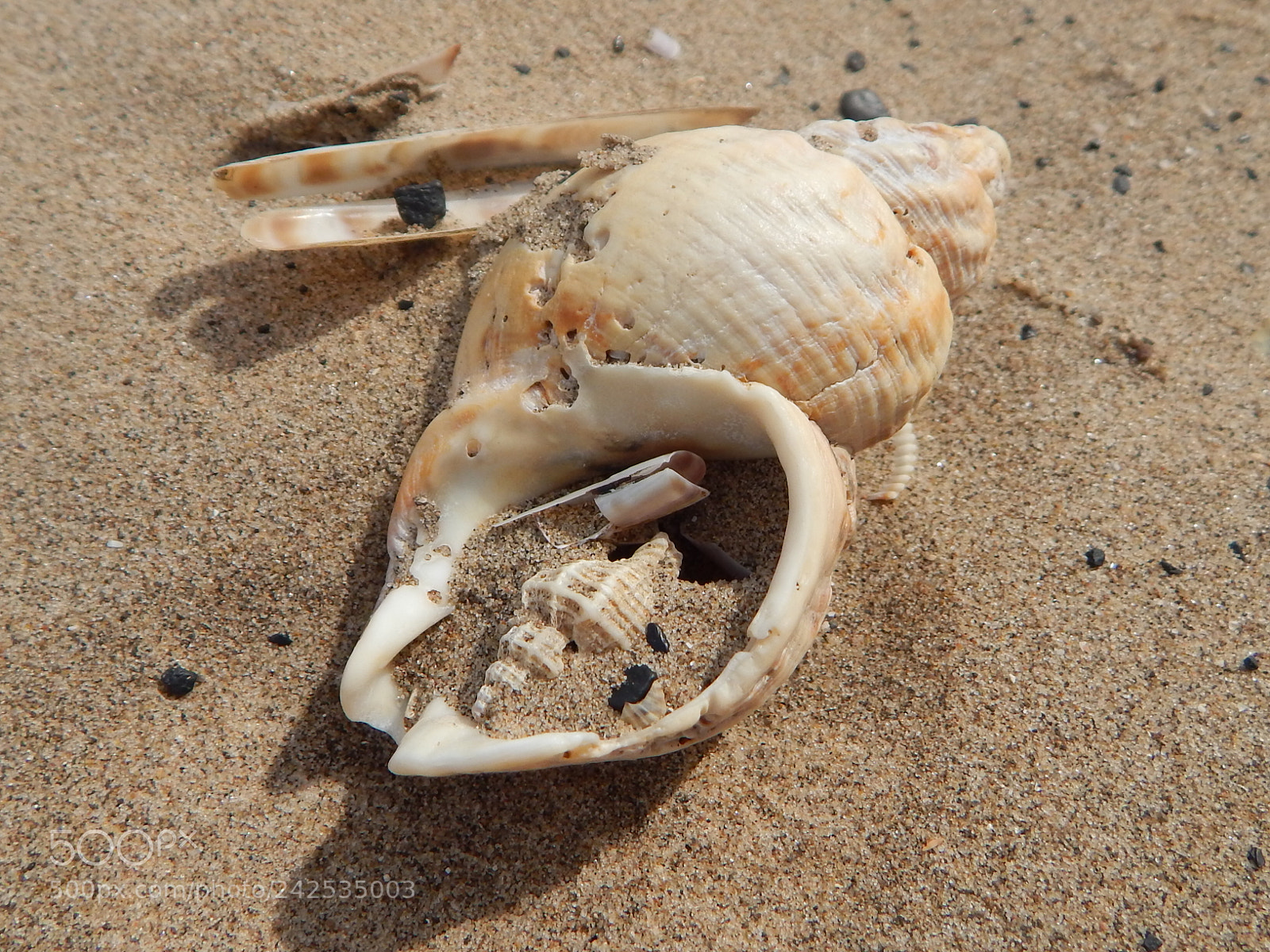 Nikon Coolpix L820 sample photo. Shell in a shell photography