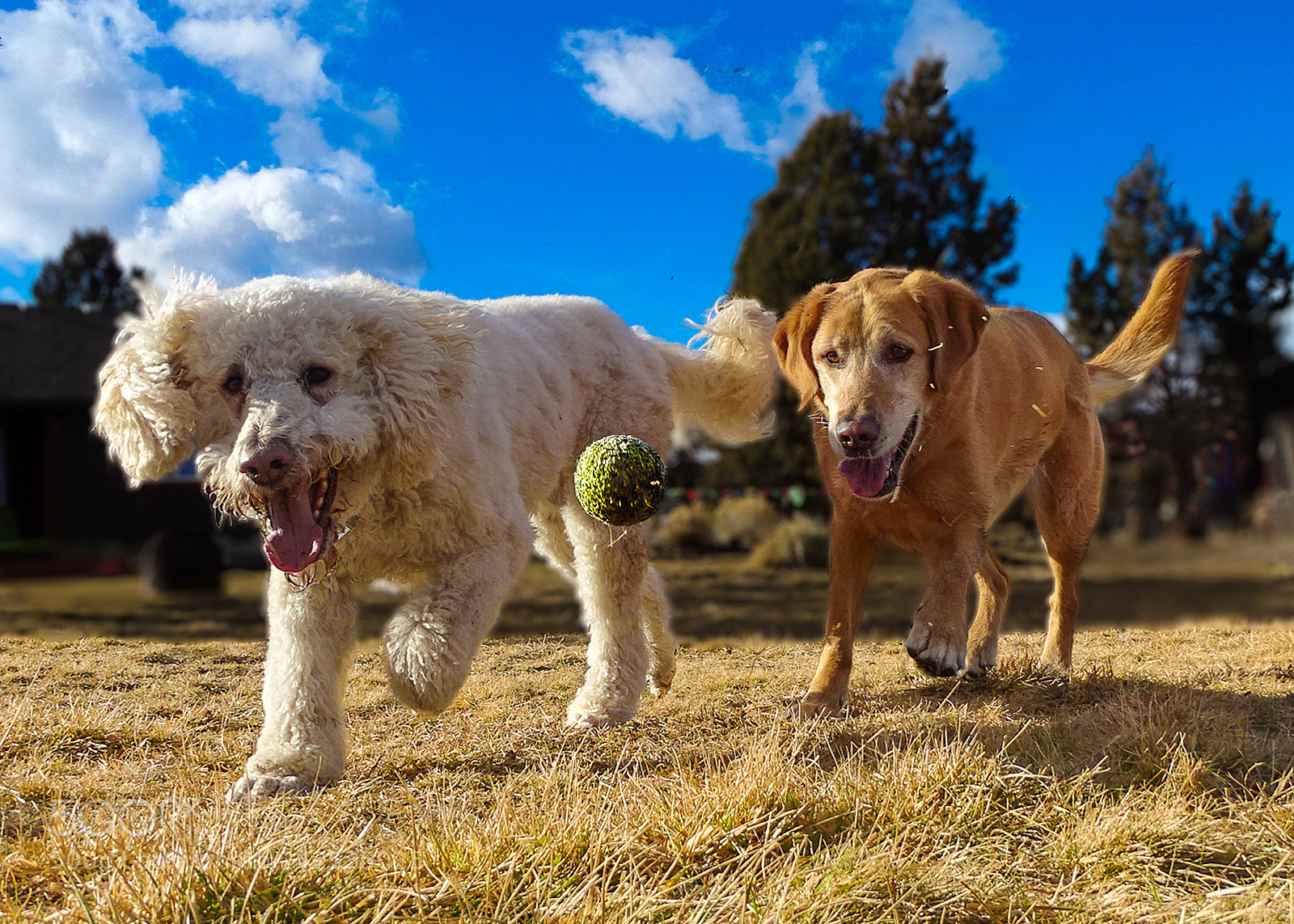 Sony Cyber-shot DSC-HX400V sample photo. Ball fun photography