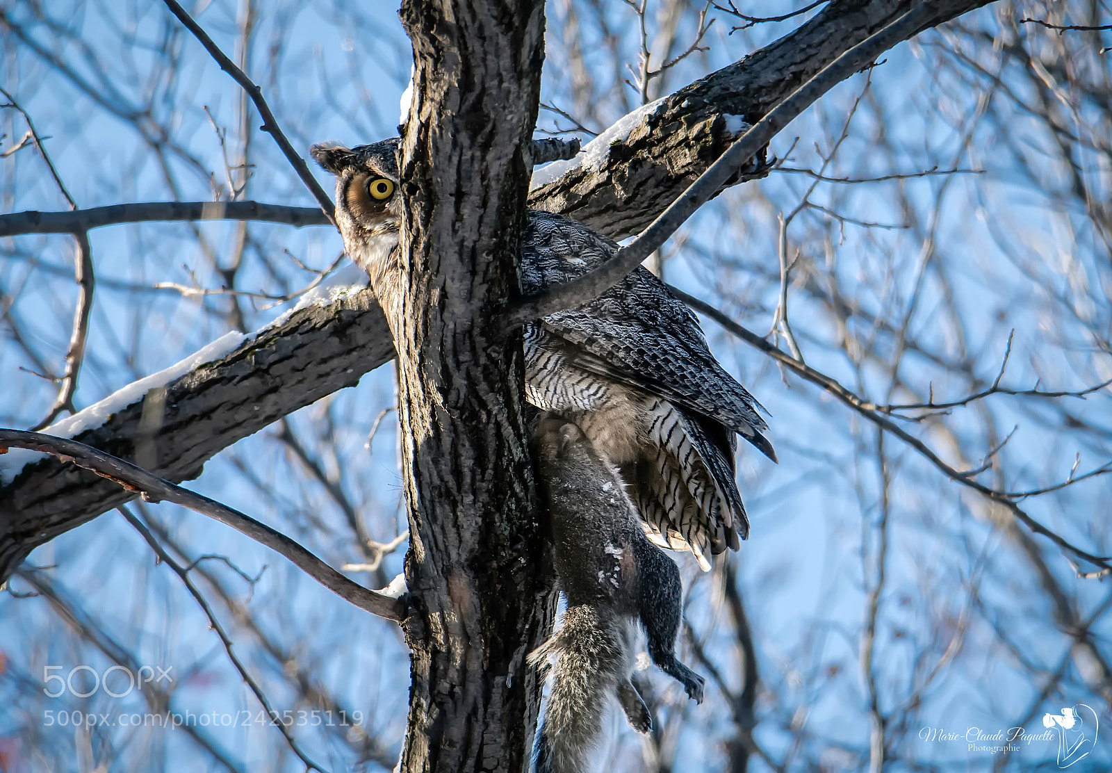 Nikon D500 sample photo. Grand-duc photography