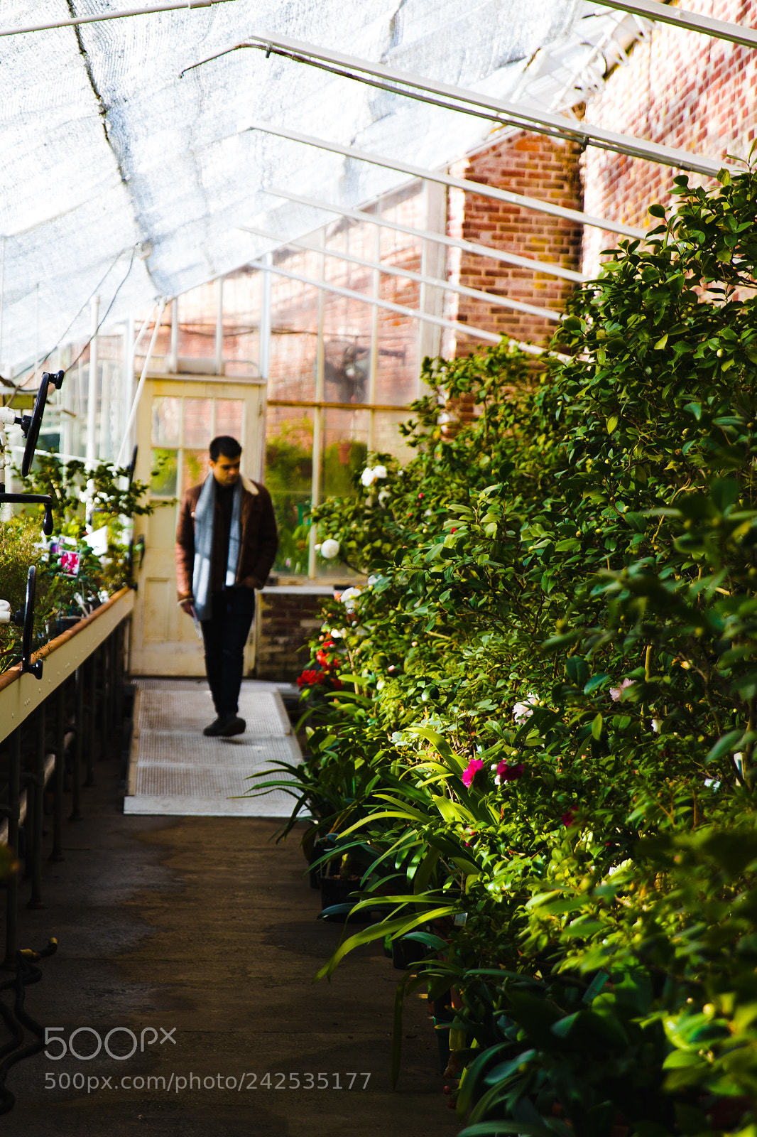 Canon EOS 6D Mark II sample photo. Greenhouse stroll. photography