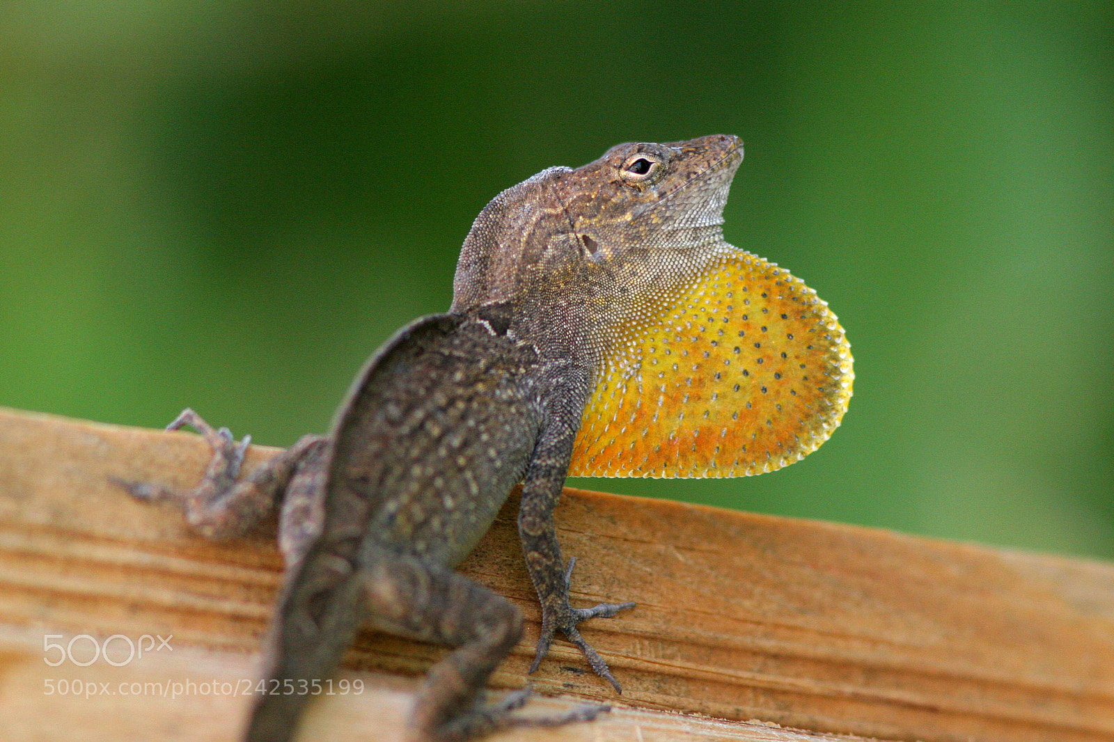 Canon EOS 20D sample photo. A lizard photography