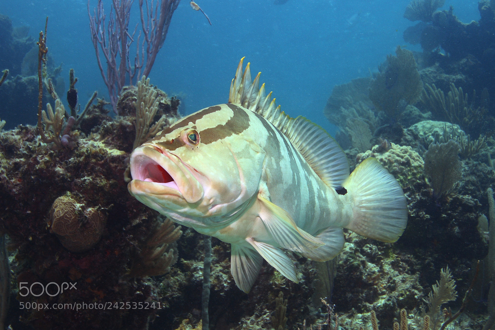Canon EOS 40D sample photo. A grouper feels threatened photography