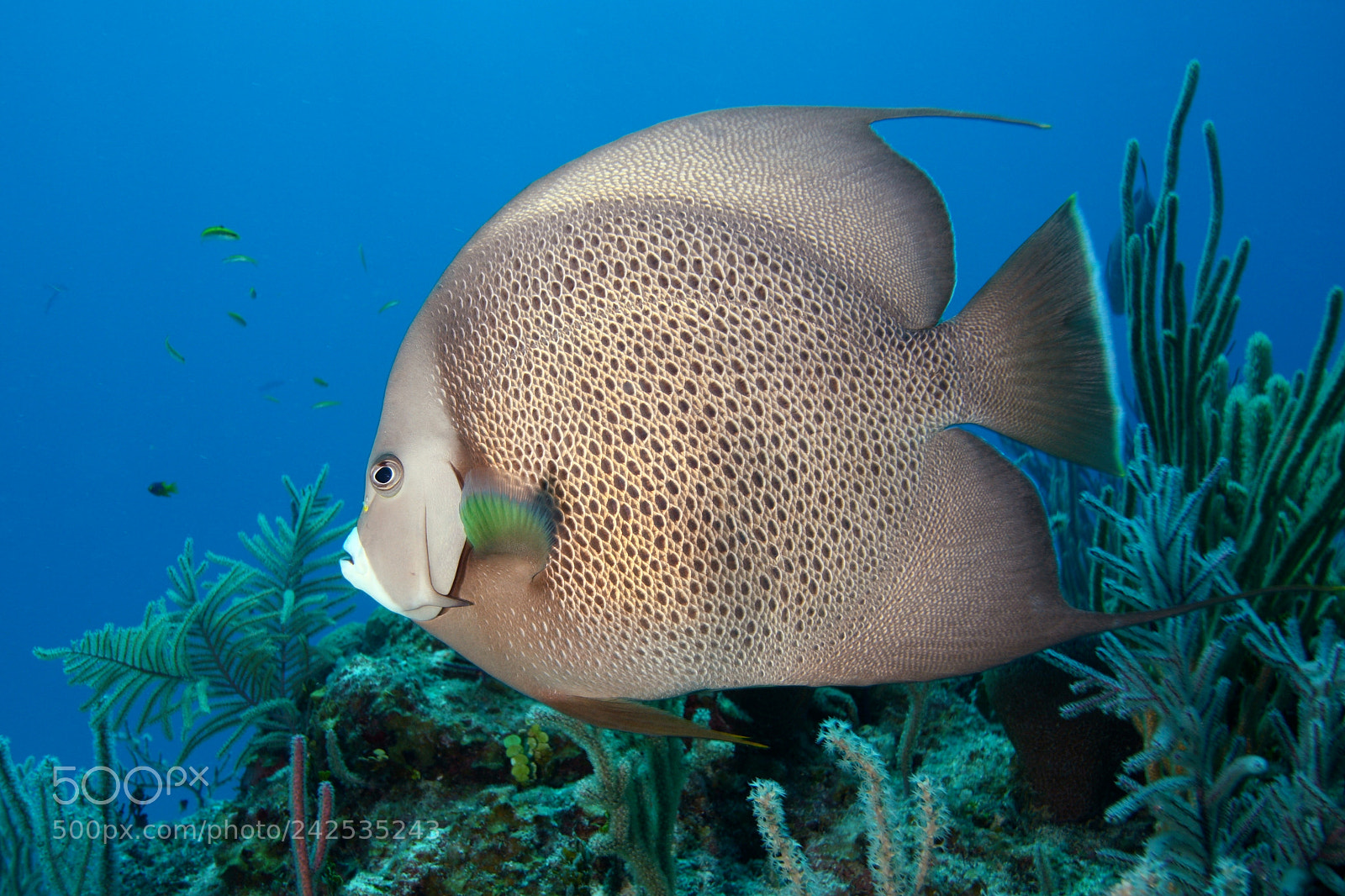 Canon EOS 40D sample photo. An angel fish photography