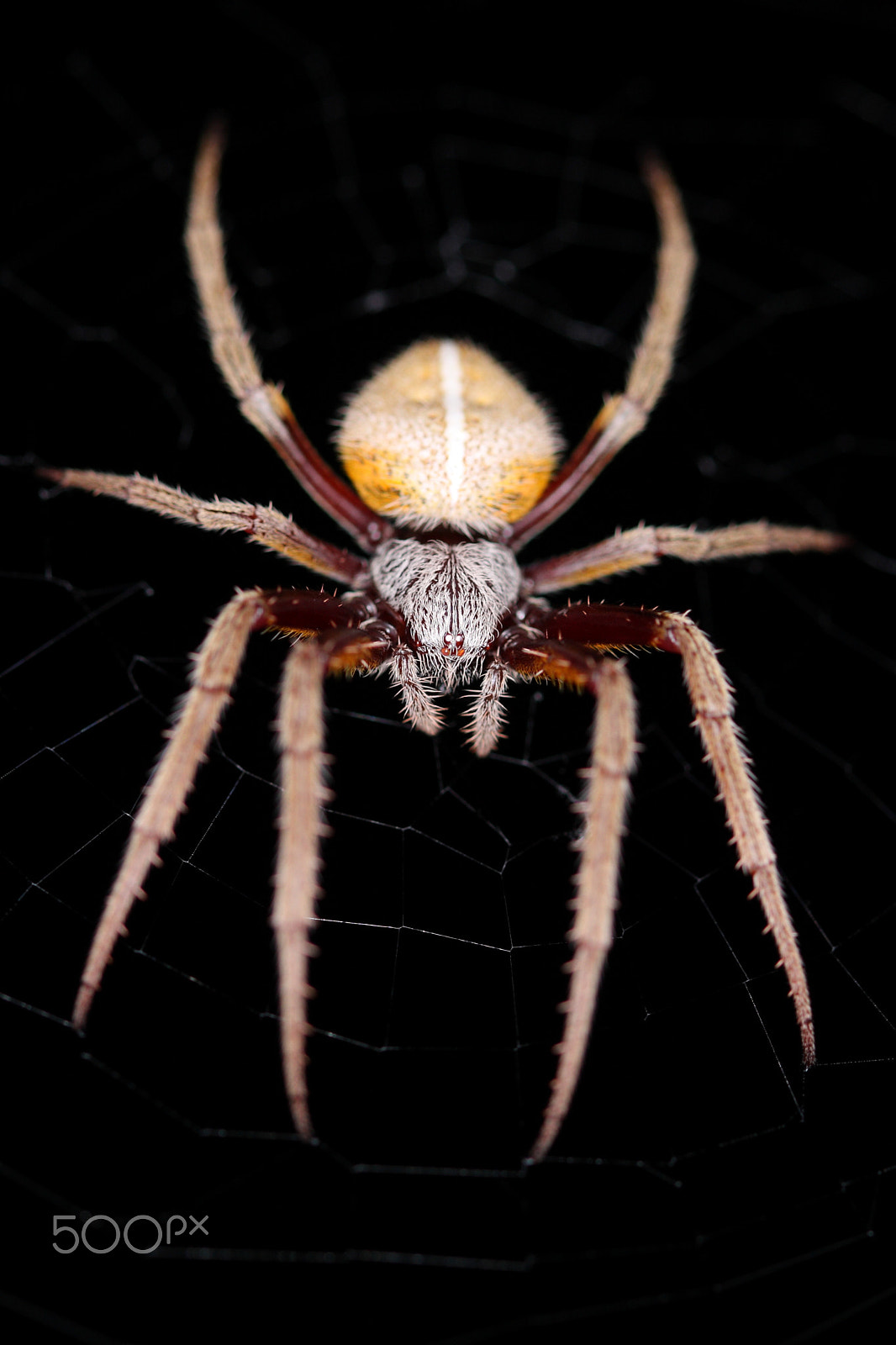 Canon EF 100mm F2.8 Macro USM sample photo. A spider photography