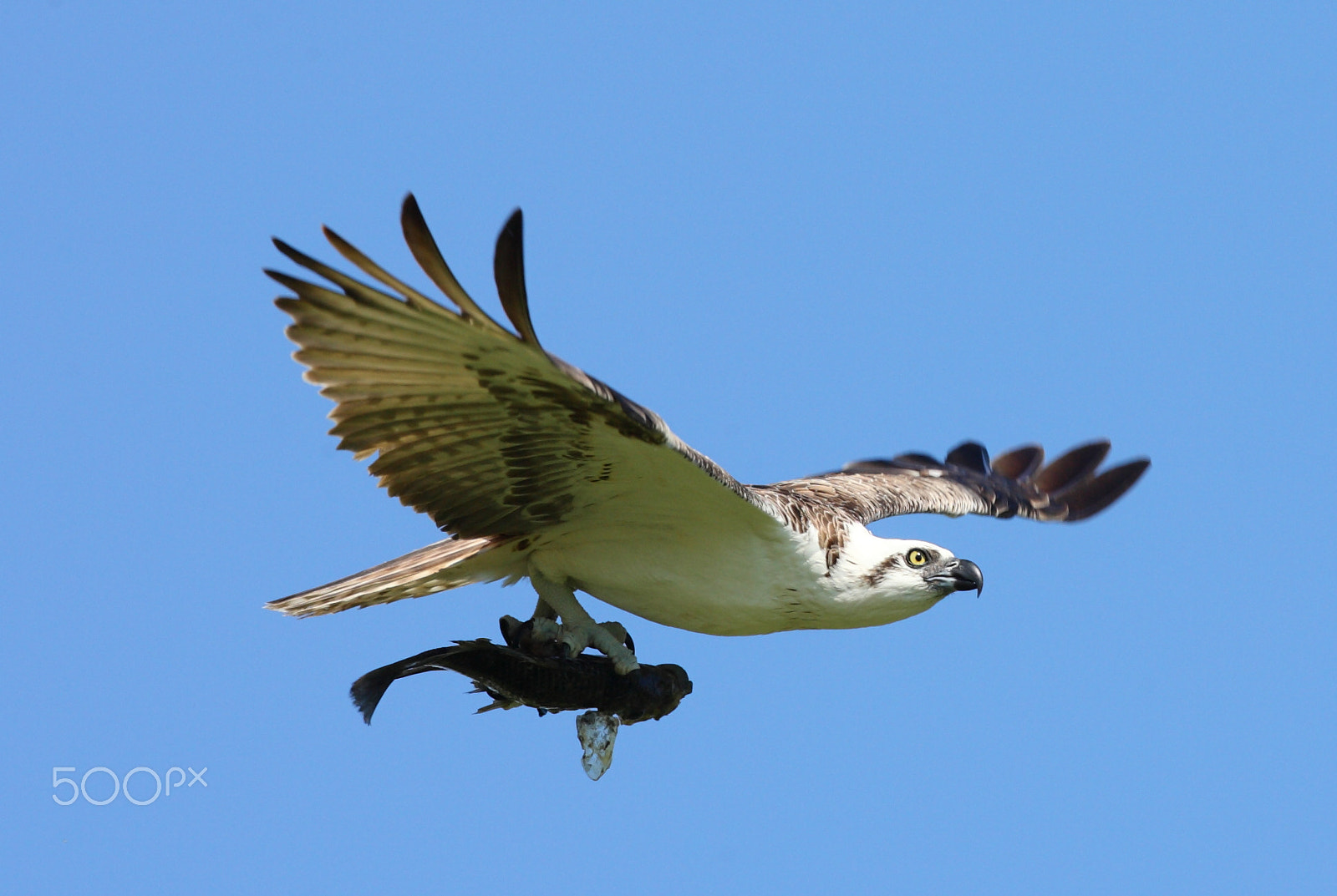 Canon EOS-1D Mark II N sample photo. An osprey catches a meal photography