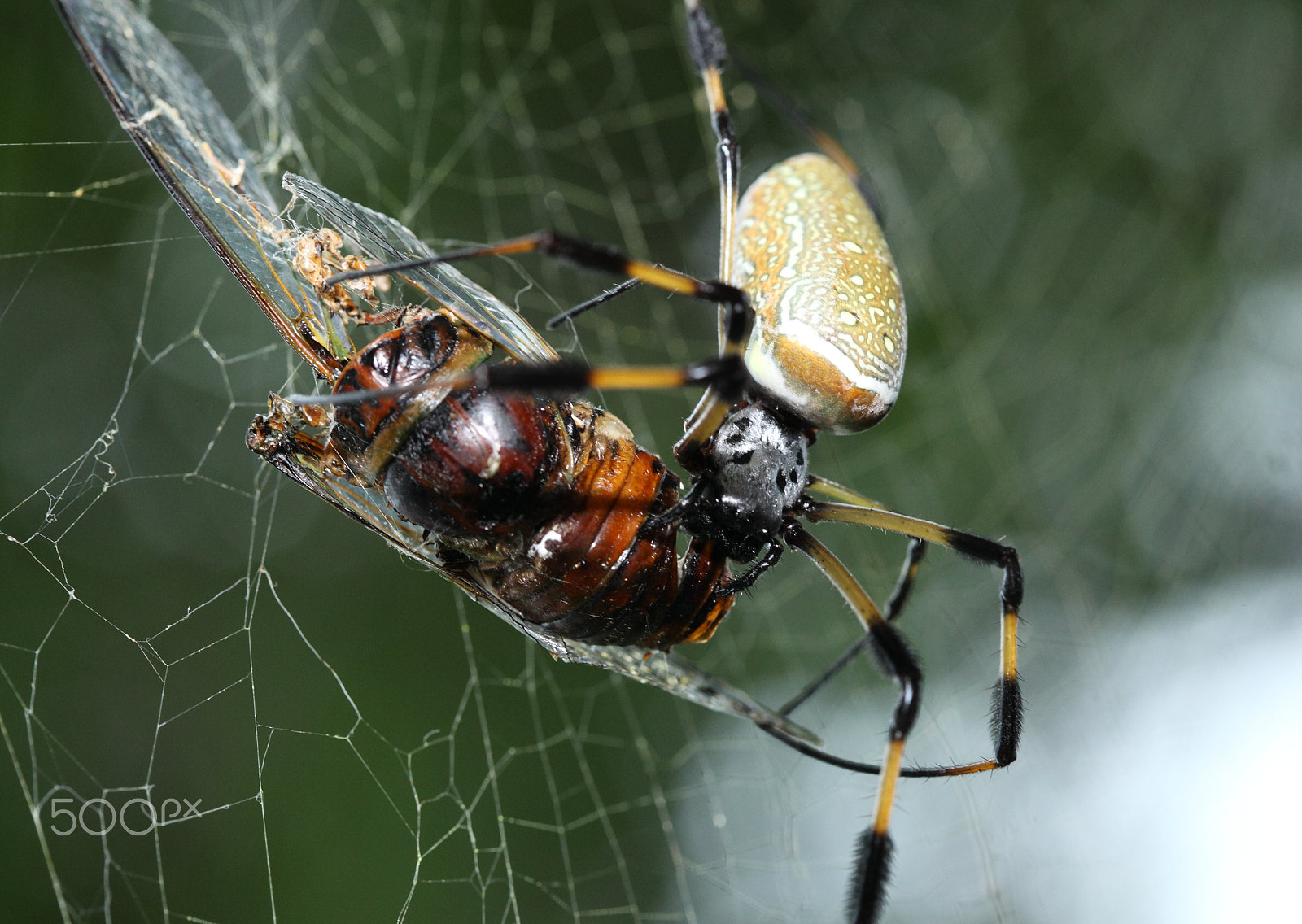 Canon EF 100mm F2.8 Macro USM sample photo. Spider prepares a meal photography