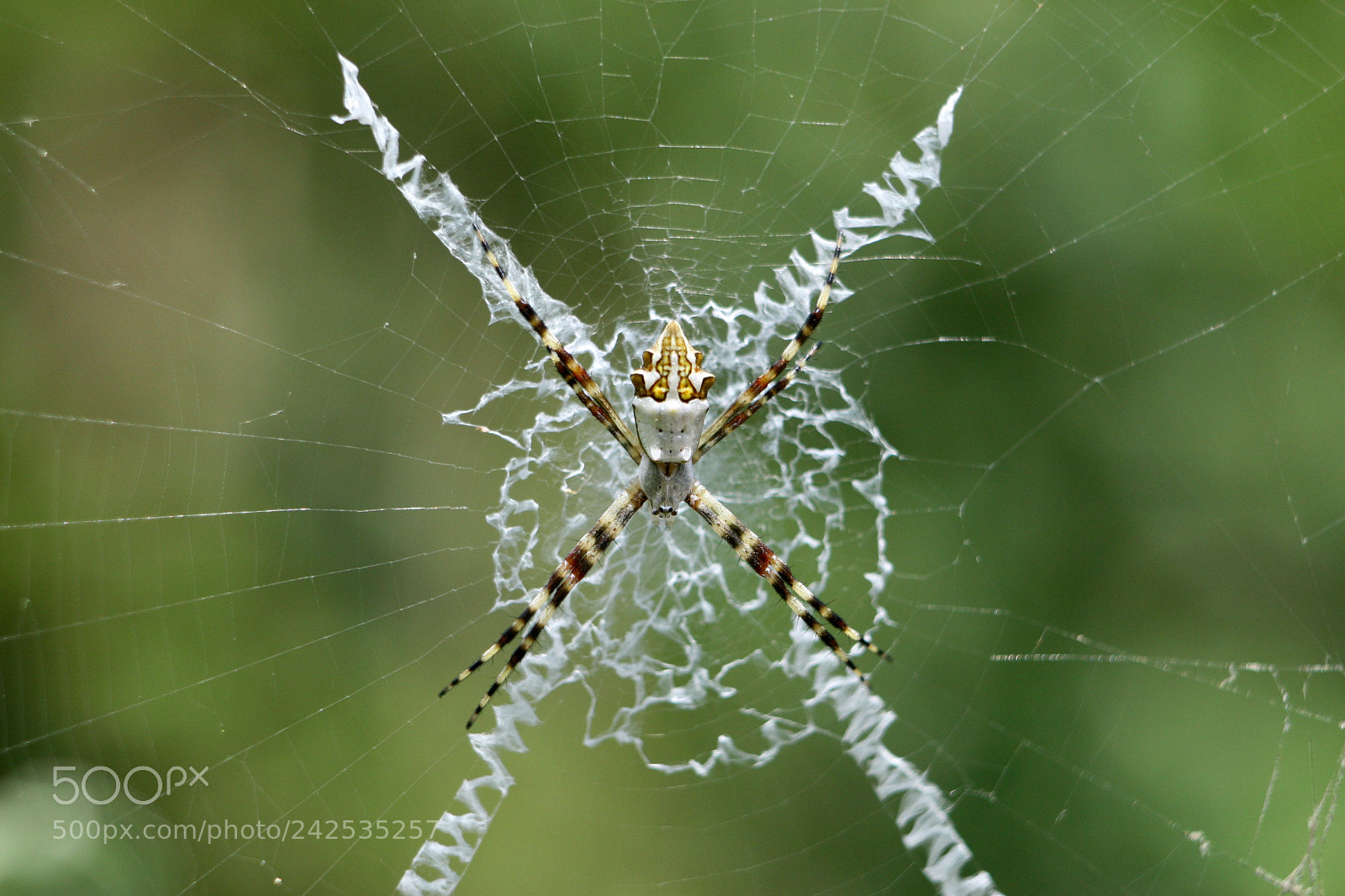 Canon EOS 30D sample photo. A spider photography