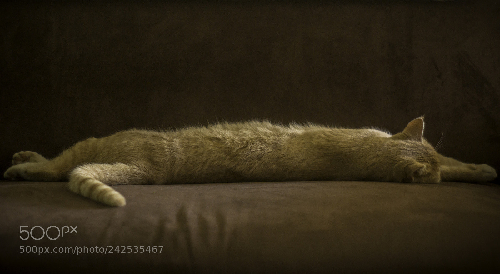 Sony SLT-A77 sample photo. Resting photography