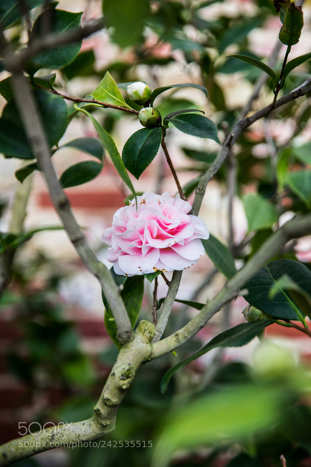 Canon EOS 6D Mark II sample photo. One lone flower. photography