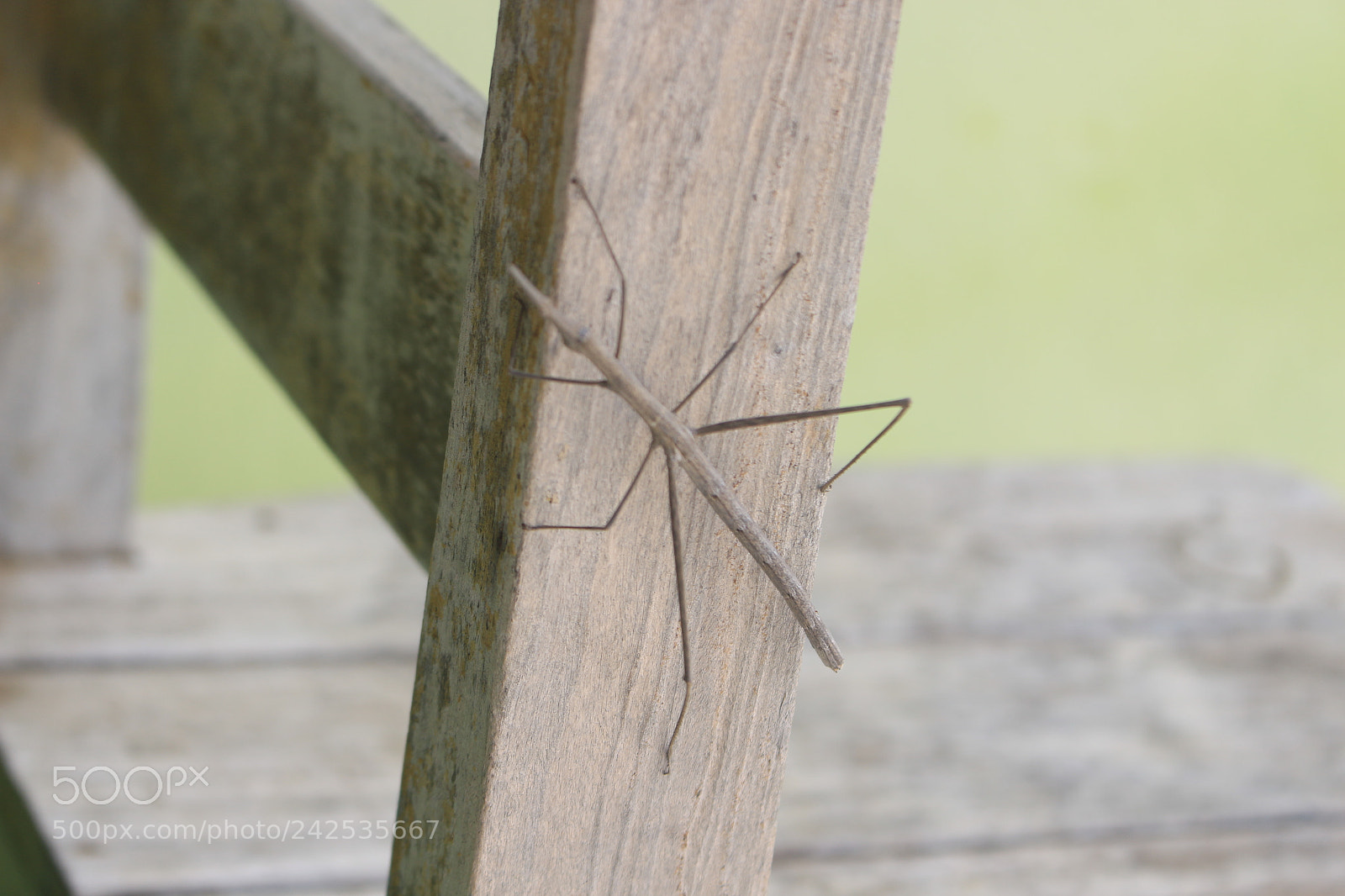 Canon EOS 700D (EOS Rebel T5i / EOS Kiss X7i) sample photo. Img photography