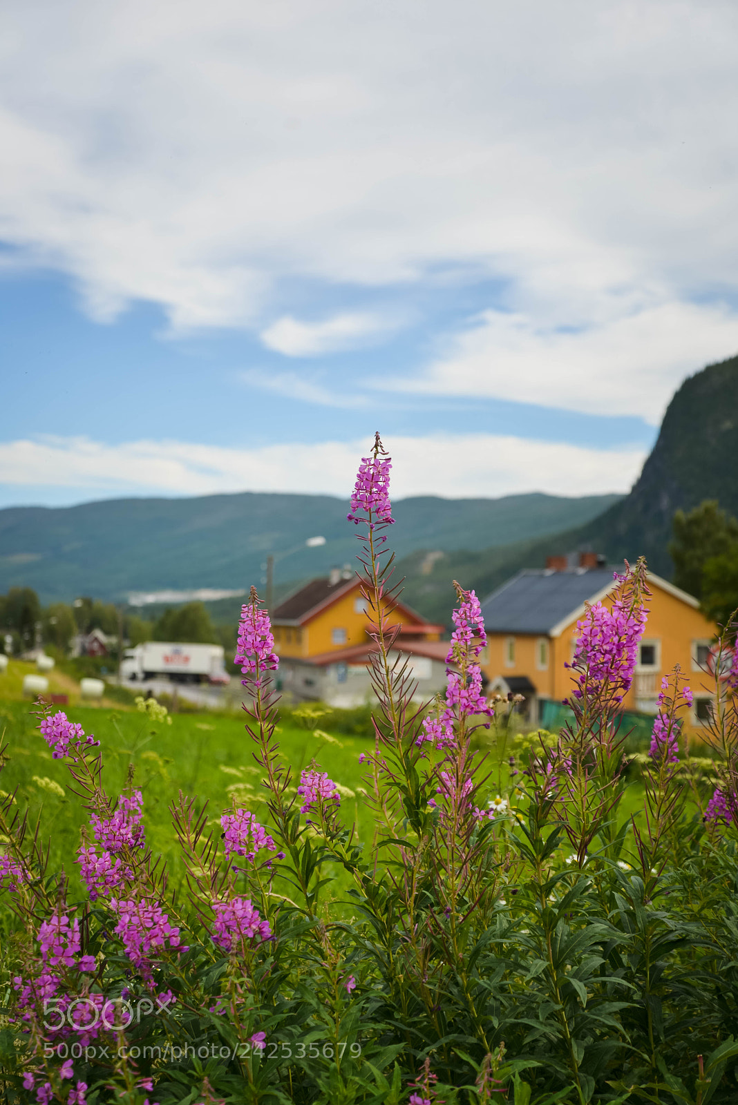 Nikon D600 sample photo. Flowers photography