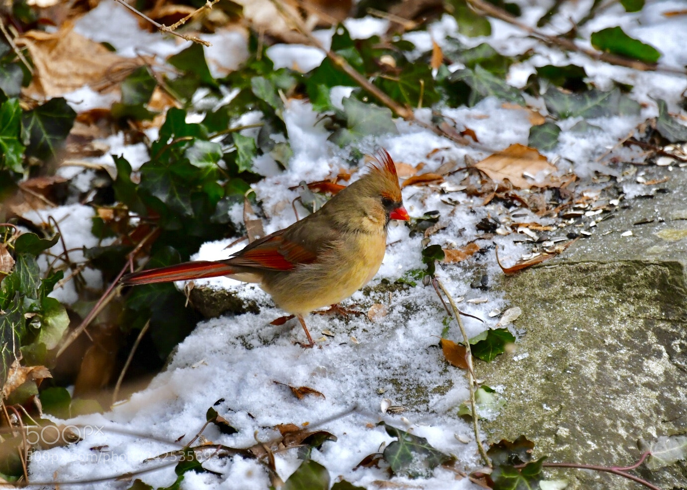 Nikon D850 sample photo. A female northern cardinal photography
