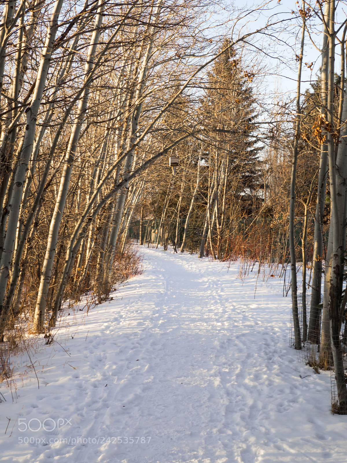 Olympus OM-D E-M1 sample photo. Winter path photography