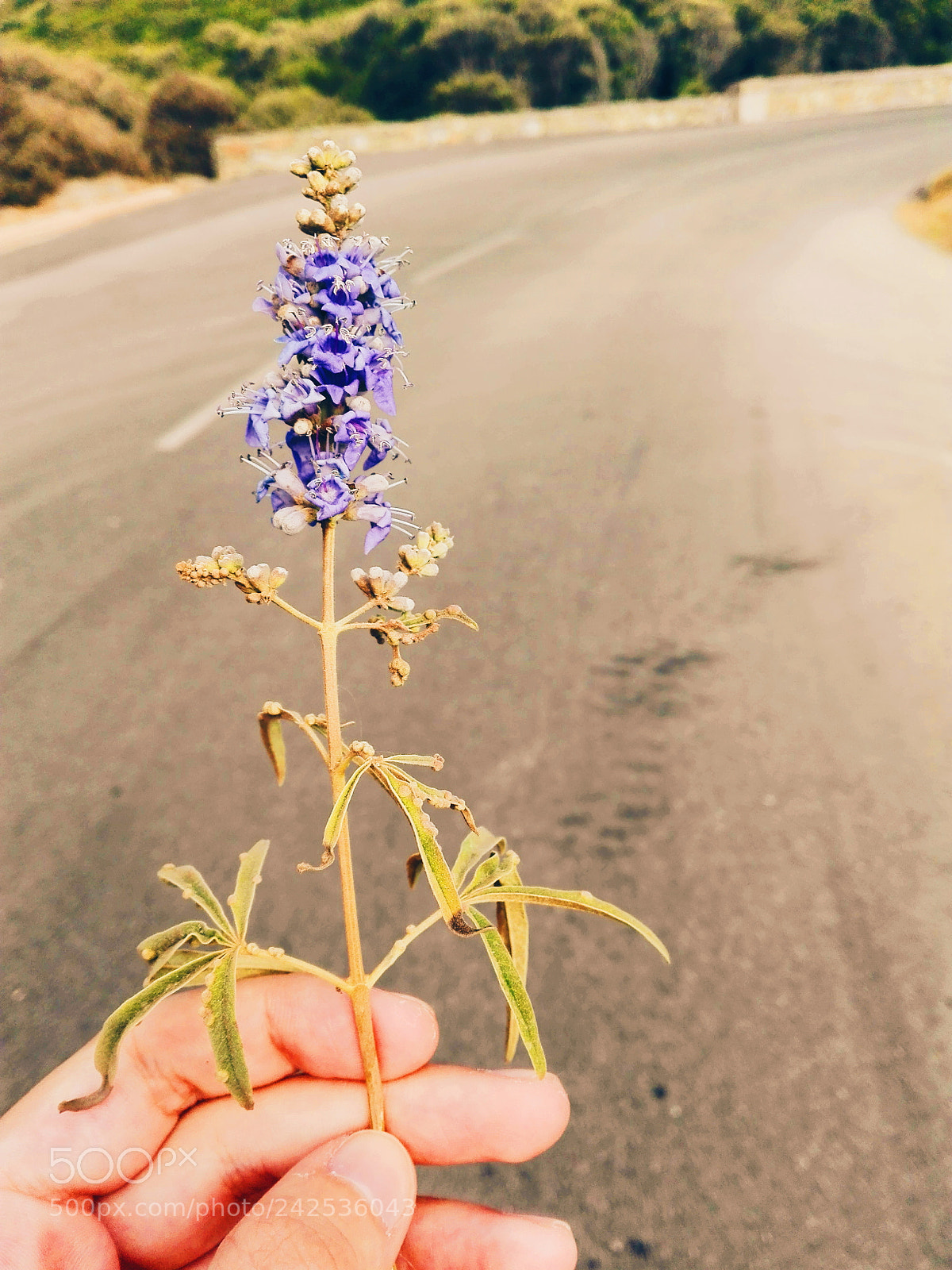 HUAWEI P8 Lite sample photo. On the road photography