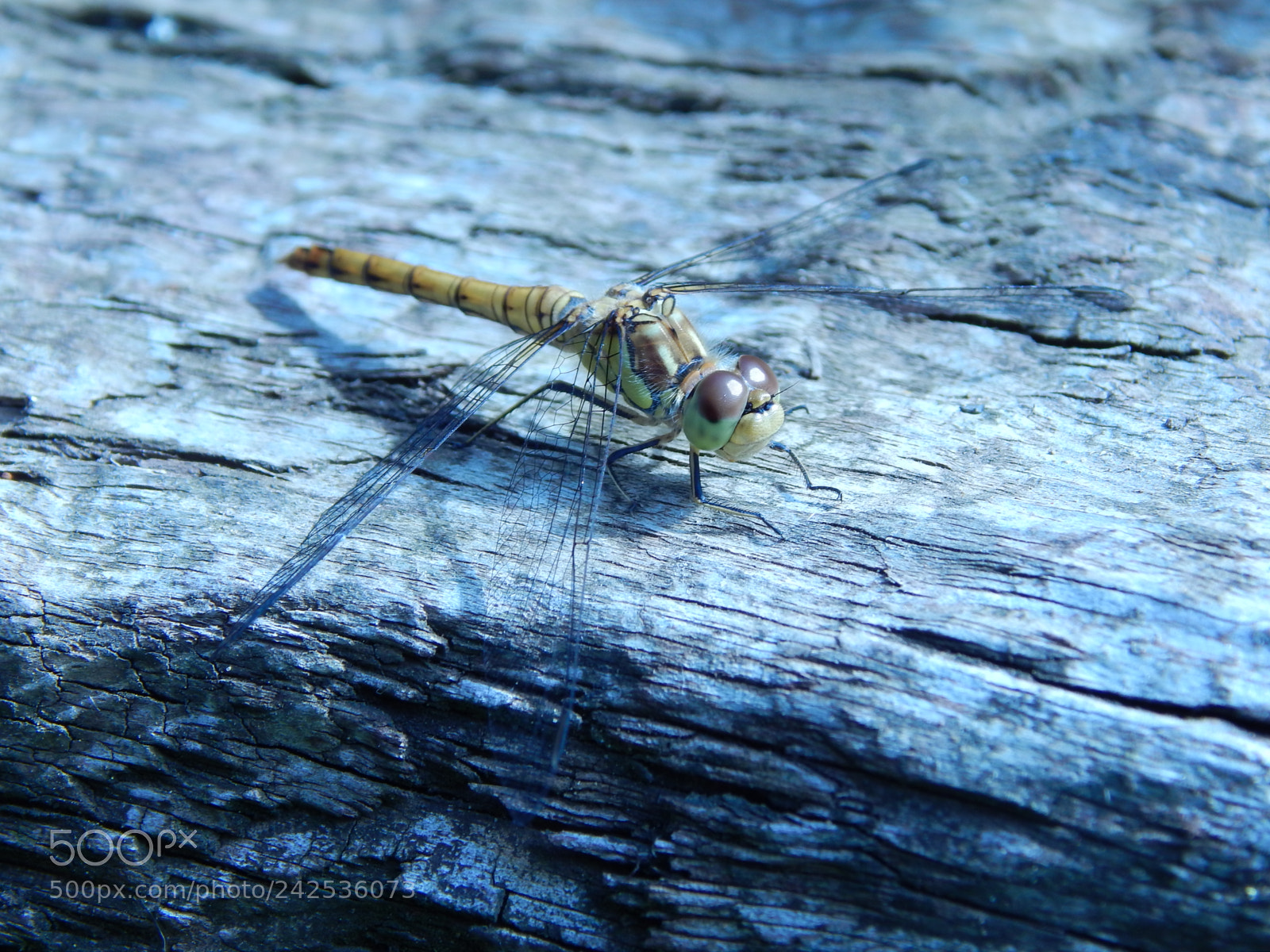Nikon Coolpix L820 sample photo. Dragonfly photography