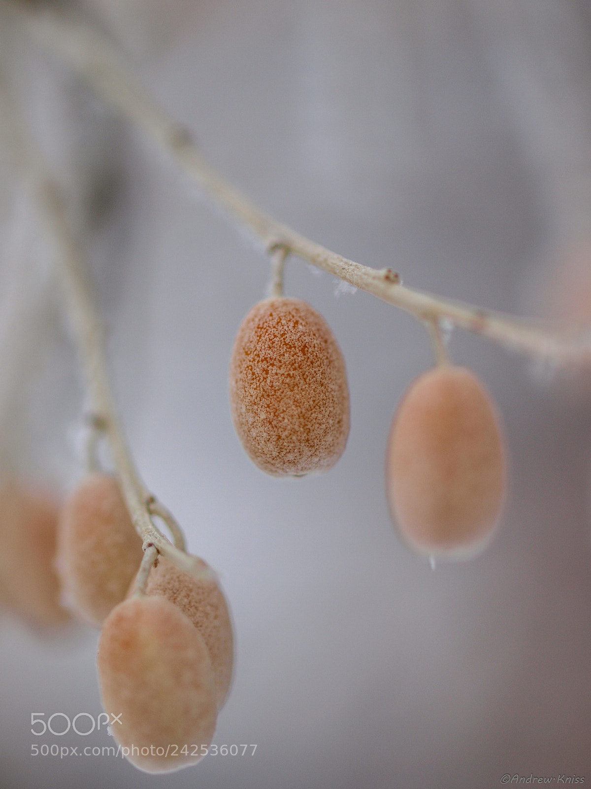 Olympus E-420 (EVOLT E-420) sample photo. Elaeagnus angustifolia in winter photography