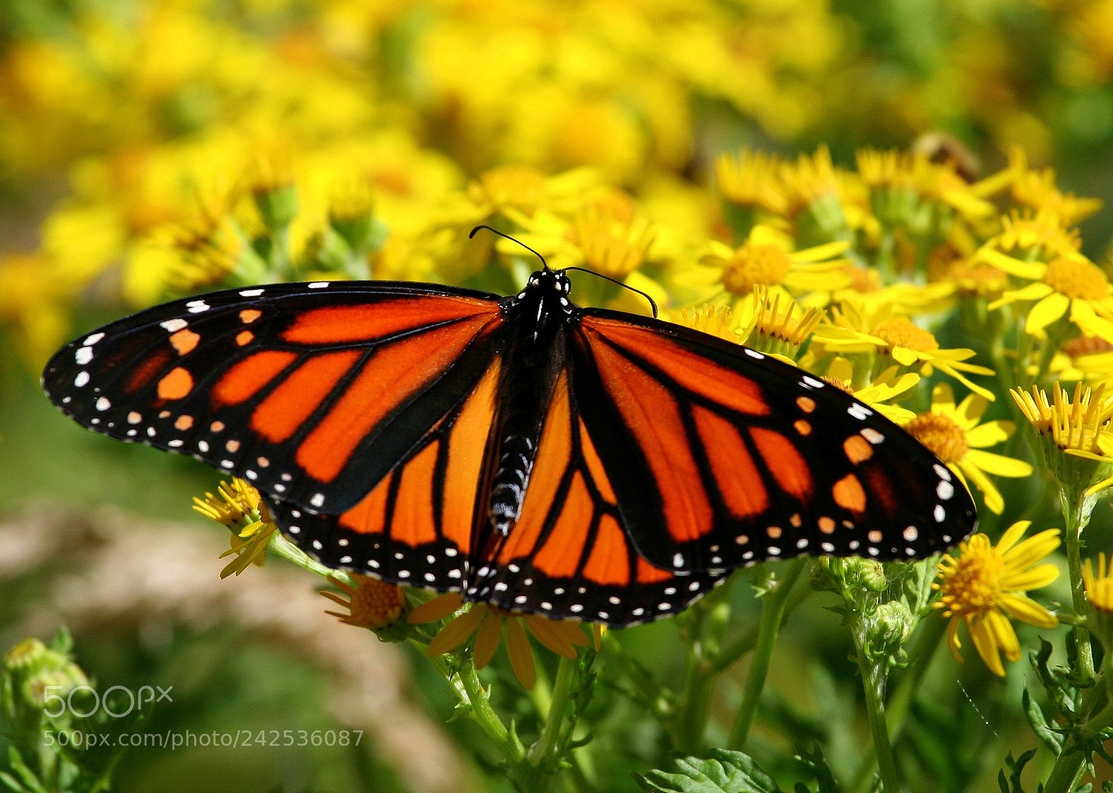 Canon EOS 350D (EOS Digital Rebel XT / EOS Kiss Digital N) sample photo. Butterfly photography