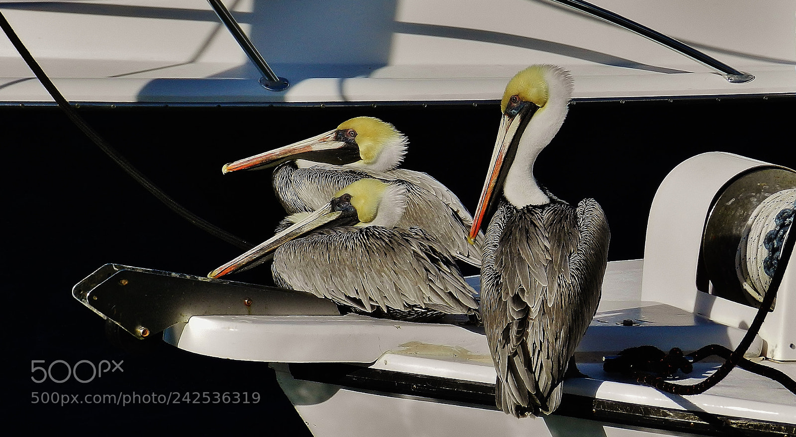 Nikon Coolpix P500 sample photo. Fort pierce pelicans 2018 photography