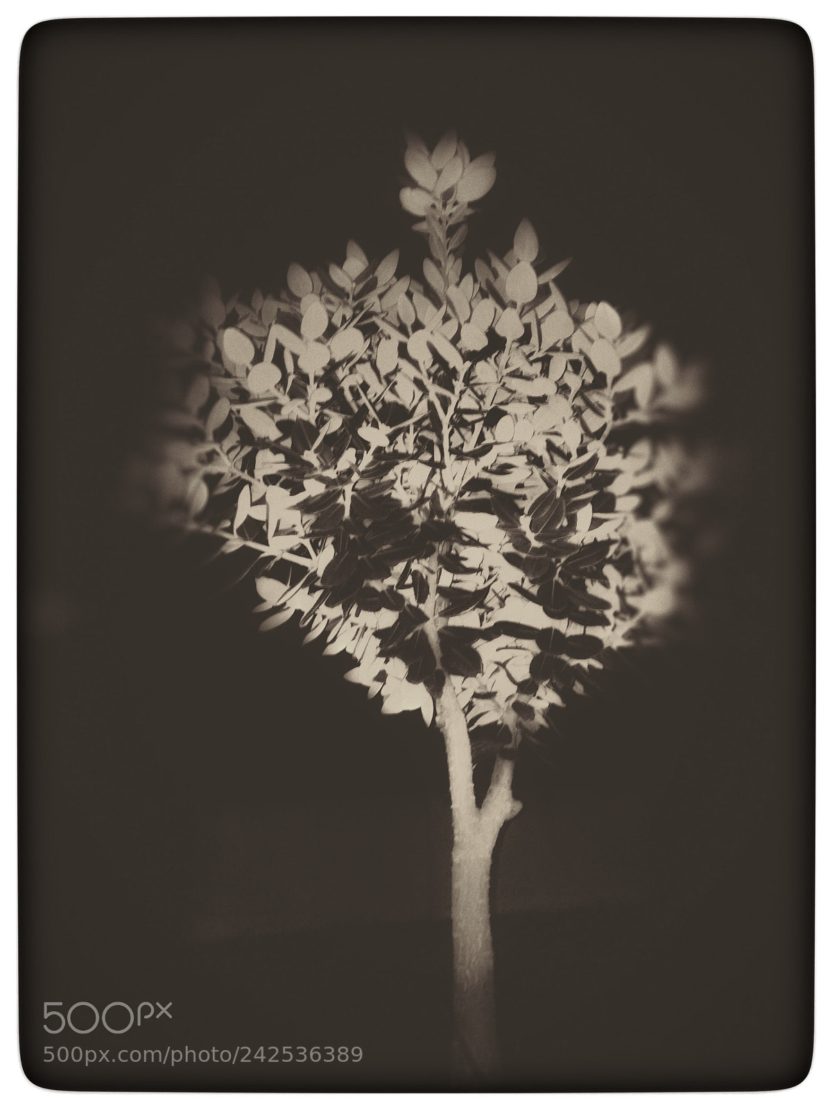 Apple iPhone 6s sample photo. Untitled photography