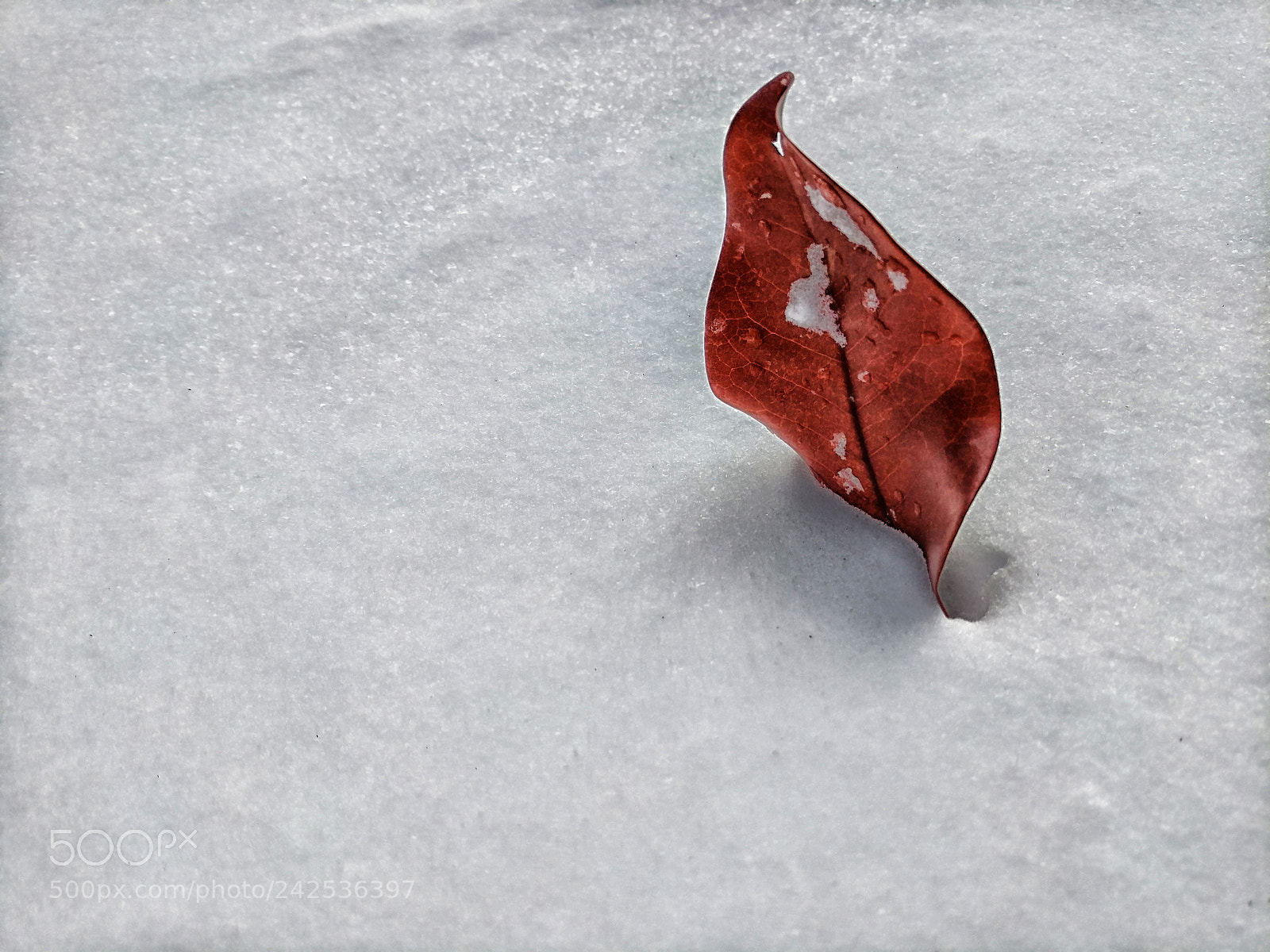 Google Pixel XL sample photo. Lone leaf snow photography