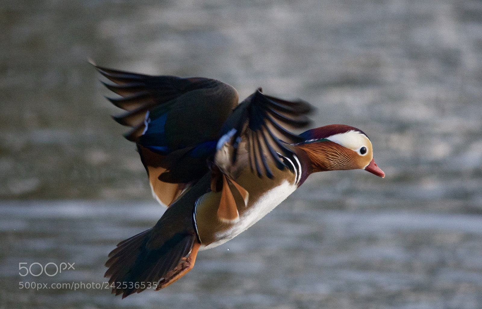 Nikon D500 sample photo. Landing photography