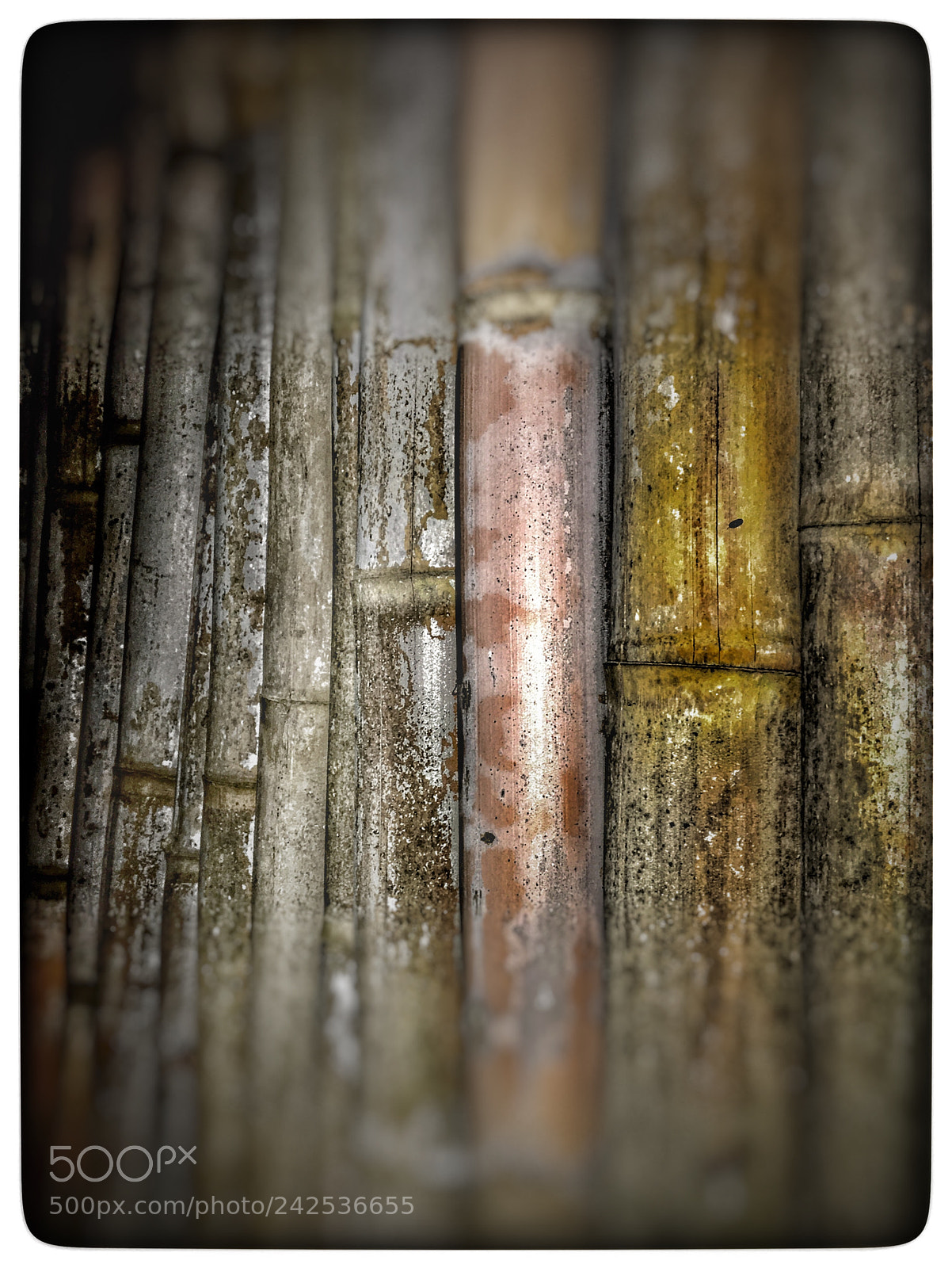 Apple iPhone 6s sample photo. Untitled photography