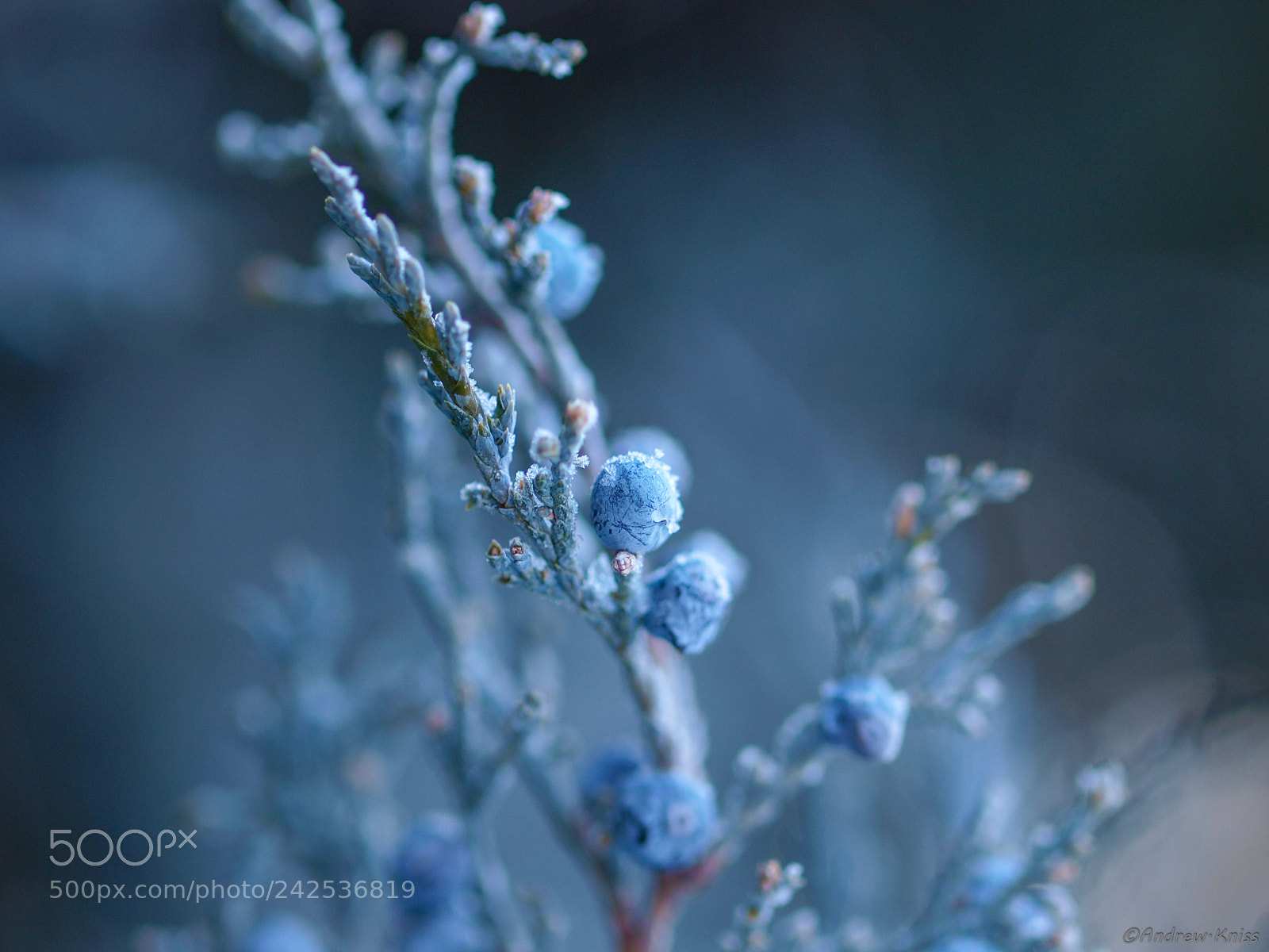 Olympus E-420 (EVOLT E-420) sample photo. Juniper covered in ice photography
