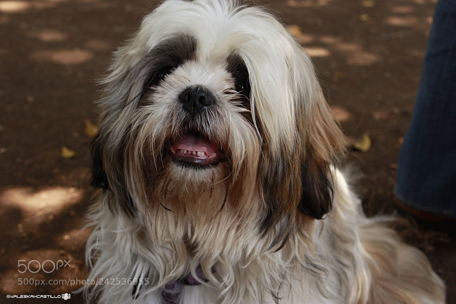 Canon EOS 450D (EOS Rebel XSi / EOS Kiss X2) sample photo. Perro photography