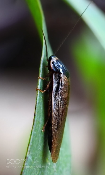 Nikon Coolpix P900 sample photo. Cockroach? photography