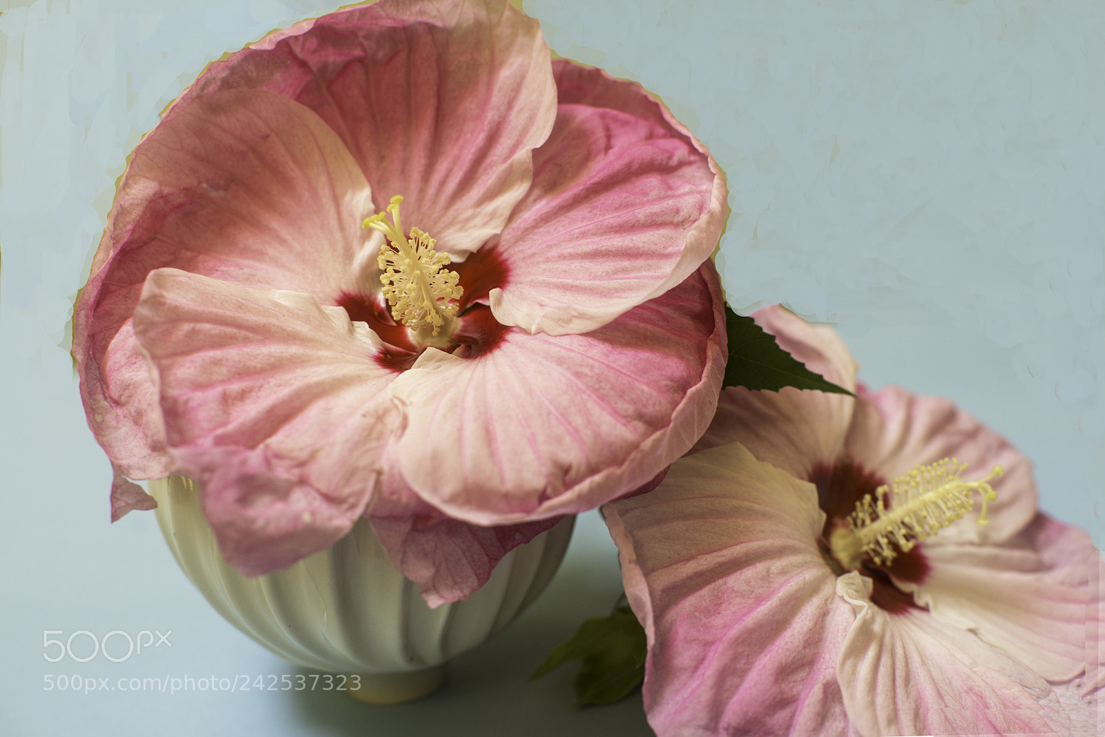 Nikon D800E sample photo. Pink flowers on blue photography
