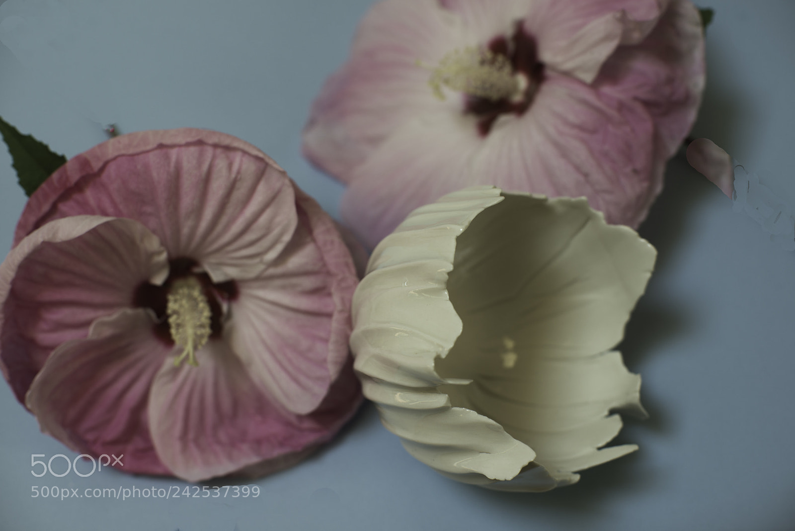 Nikon D800E sample photo. Flowers and bowl photography