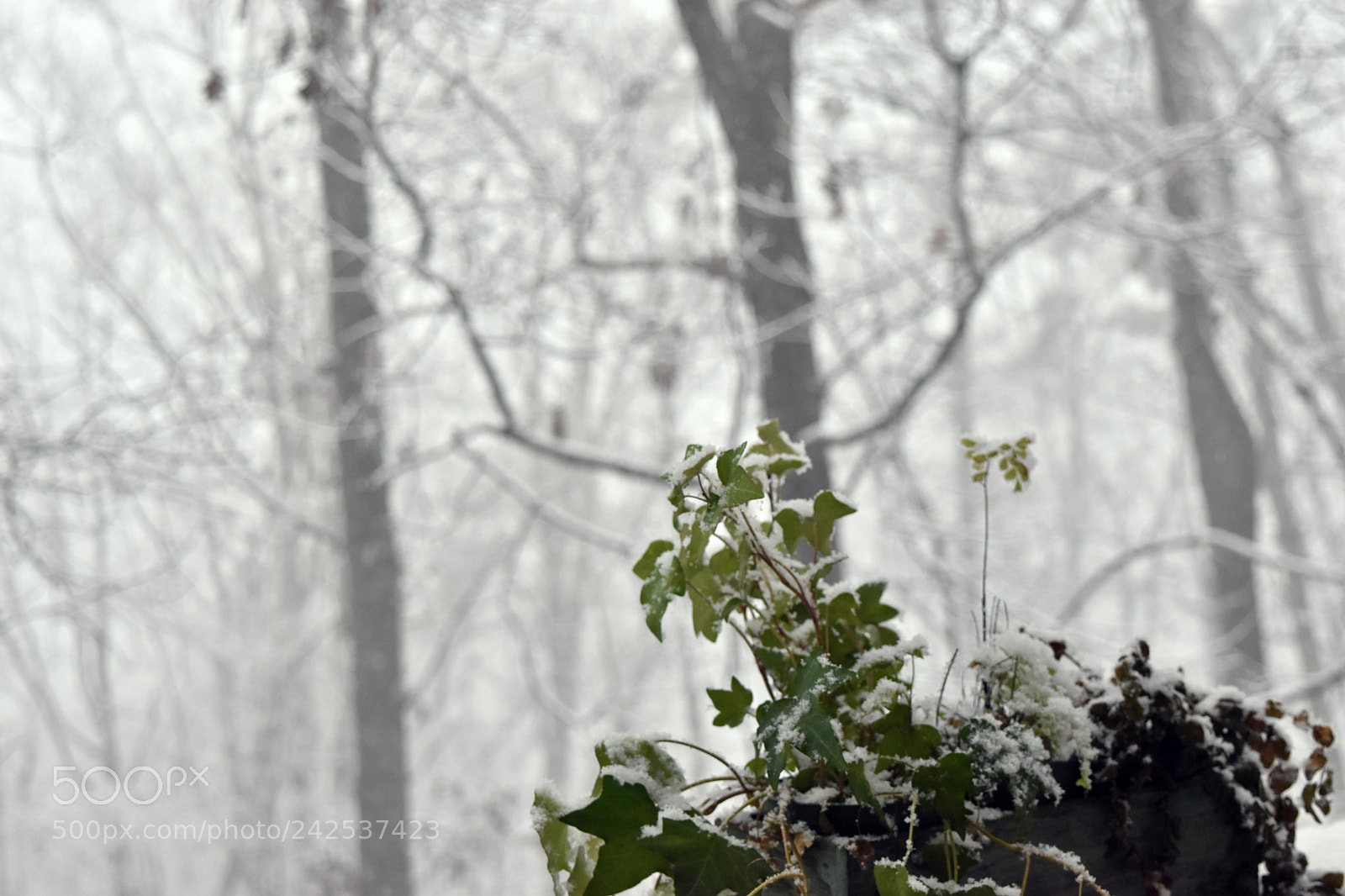 Nikon D5500 sample photo. C o v e photography