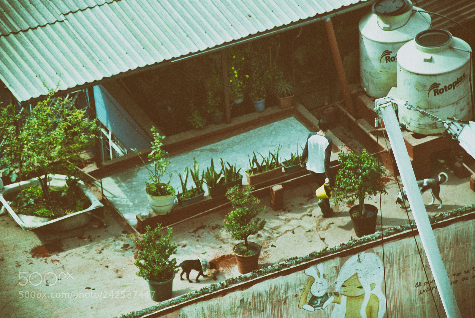 Nikon 1 V1 sample photo. Techos iv amores perros photography