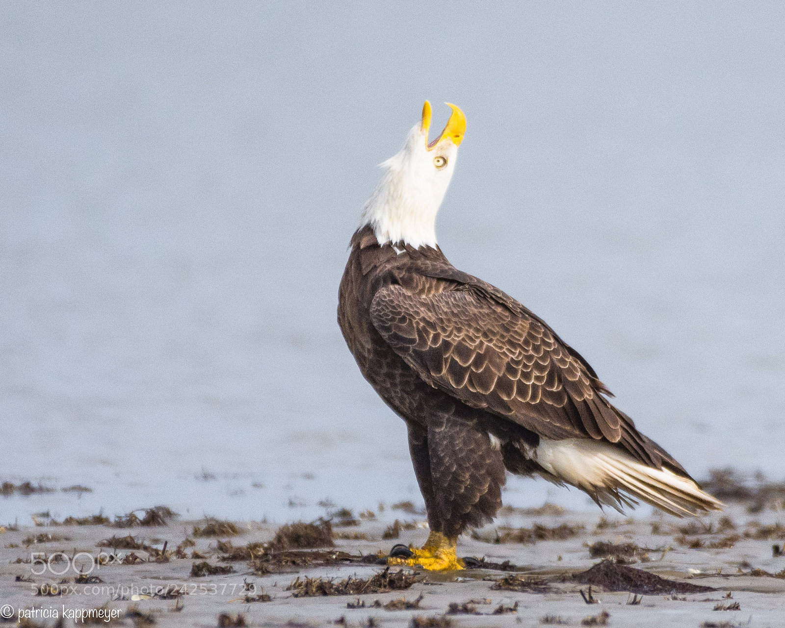 Nikon D7200 sample photo. Bald eagle photography