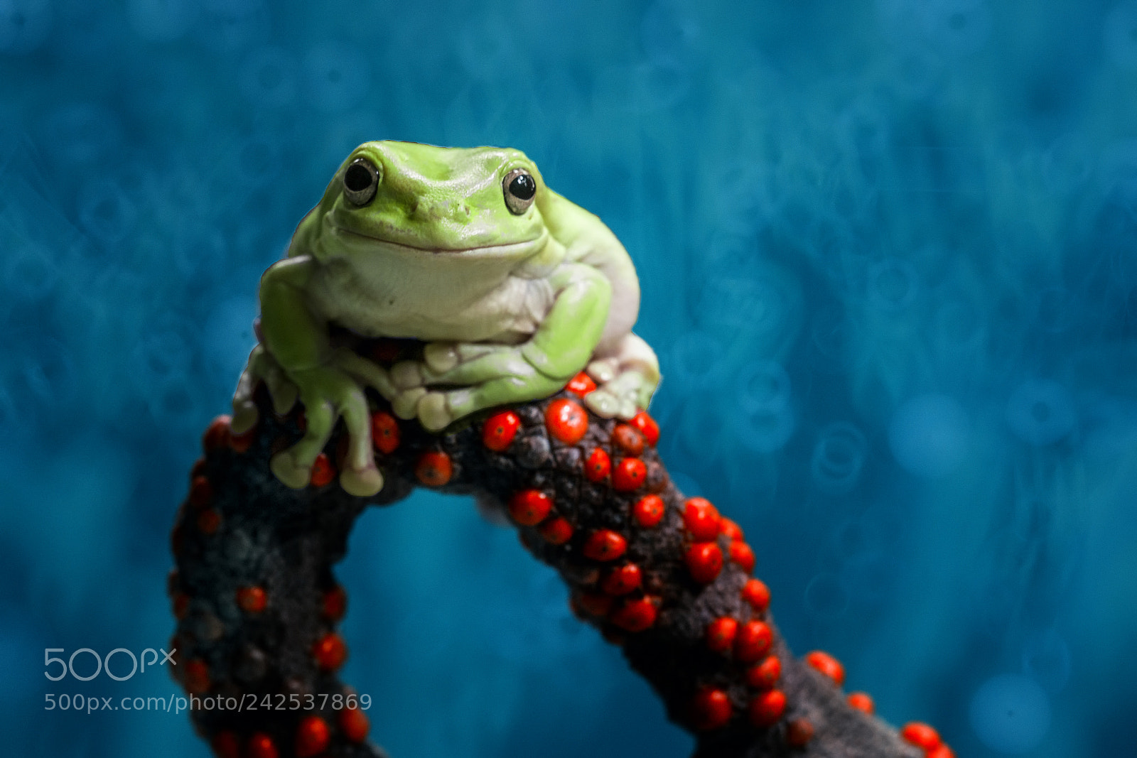 Nikon D800 sample photo. Frog, macro, red, blue photography